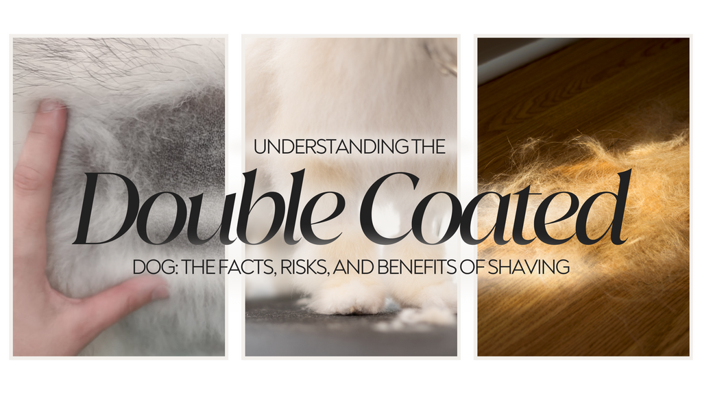 Understanding the Double-Coated Dog: The Facts, Risks, and Benefits of Shaving