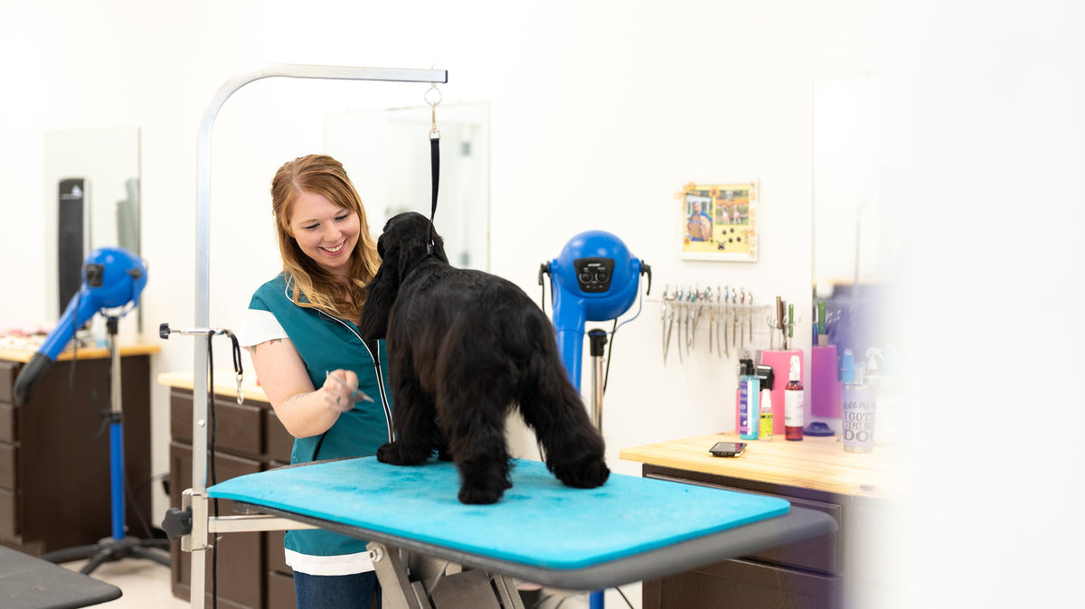 New Year, New Goals: Tips to Avoid Pet Grooming Burnout