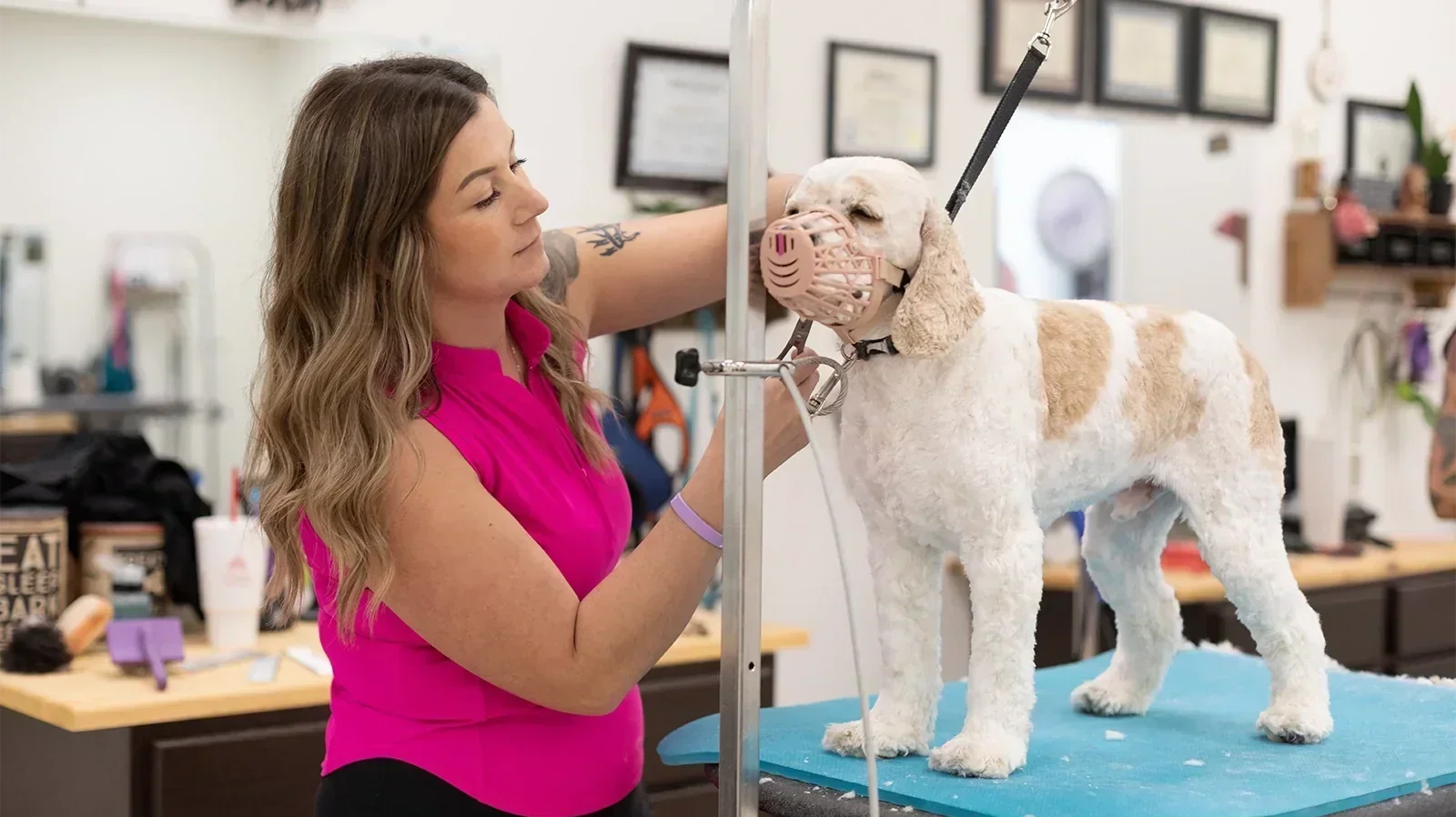How to Groom Aggressive and Reactive Dogs: Safety Protocols