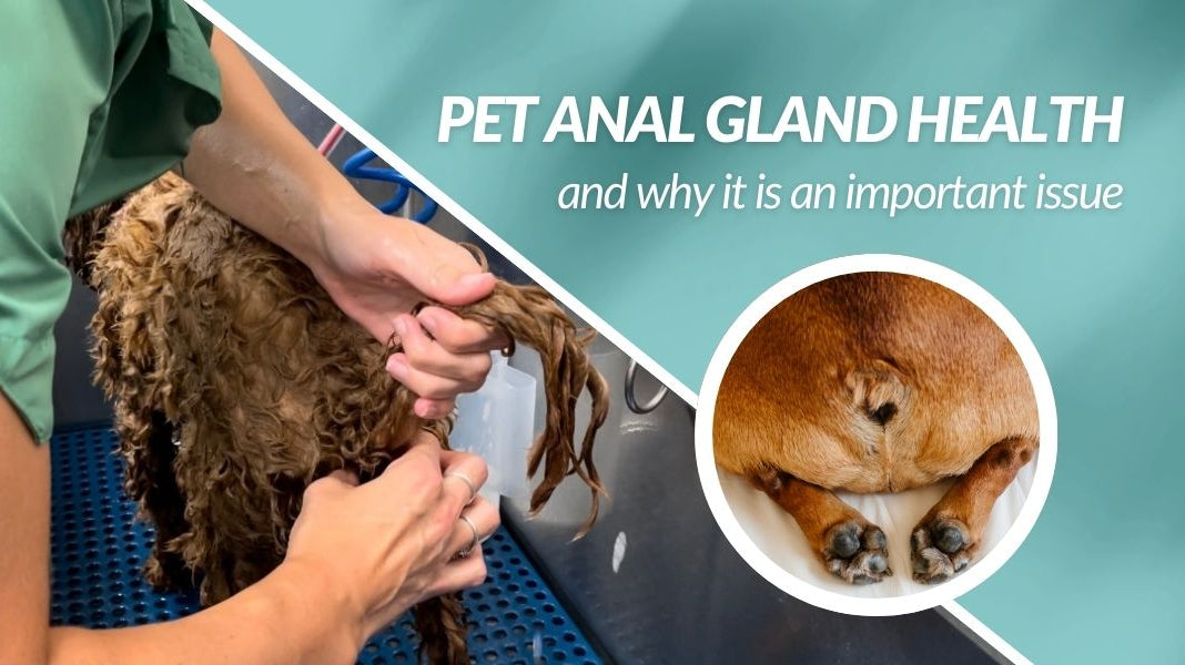 Anal Glands: Groomer or Vet