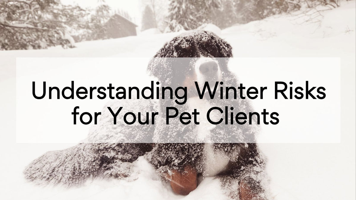 Understanding Winter Risks for Your Pet Clients