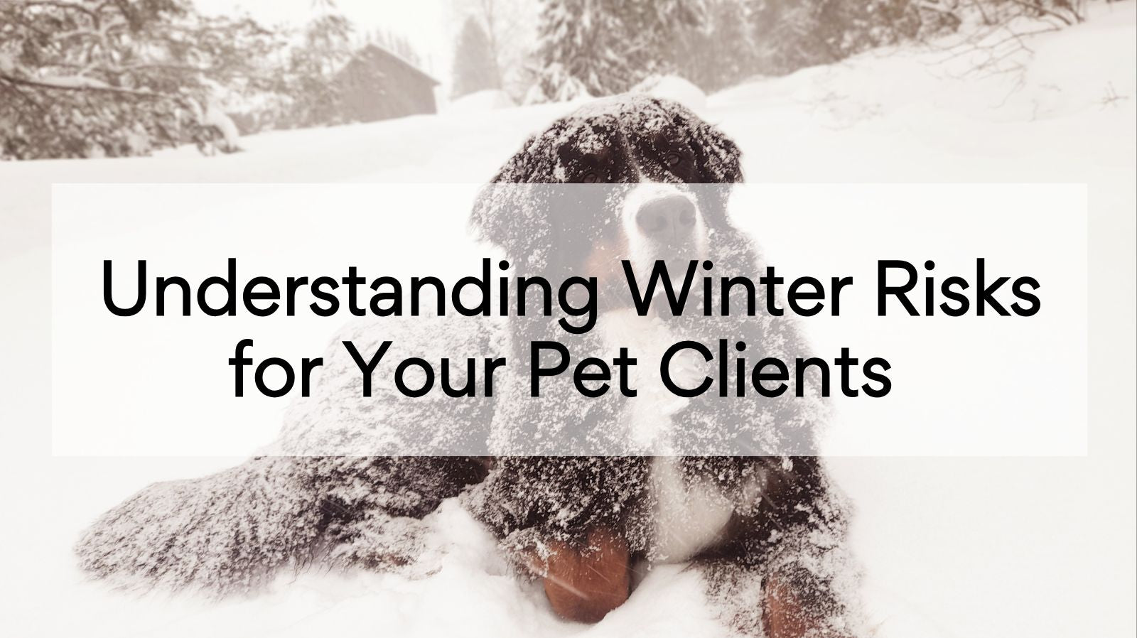 Understanding Winter Risks for Your Pet Clients