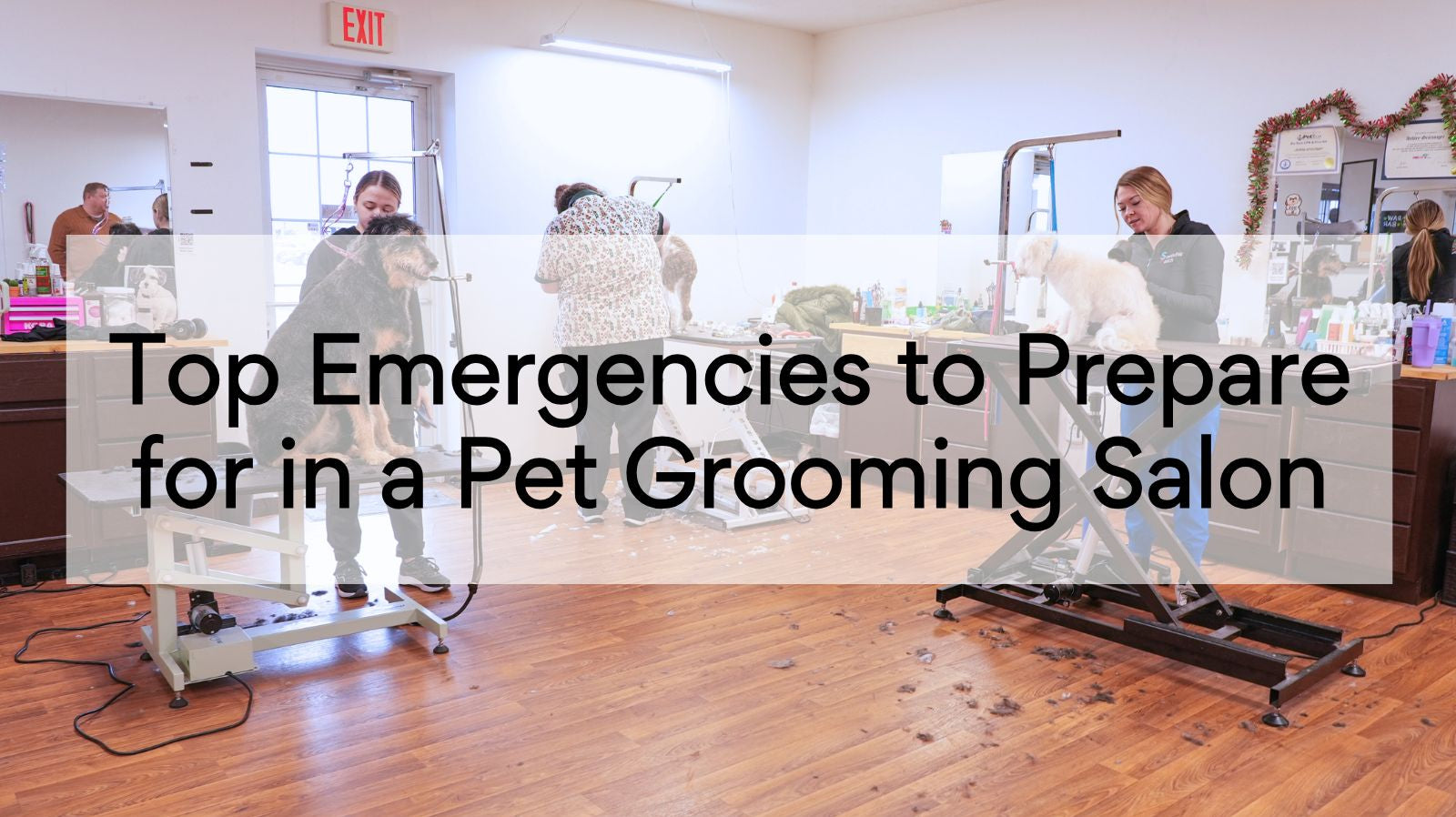 Top Emergencies to Prepare for in a Pet Grooming Salon