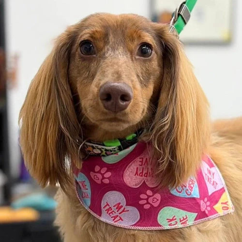 Valentine's Day Bandanas