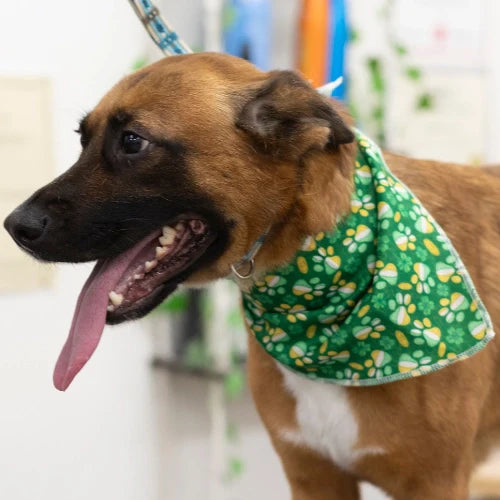 St. Patrick's Day Bandanas