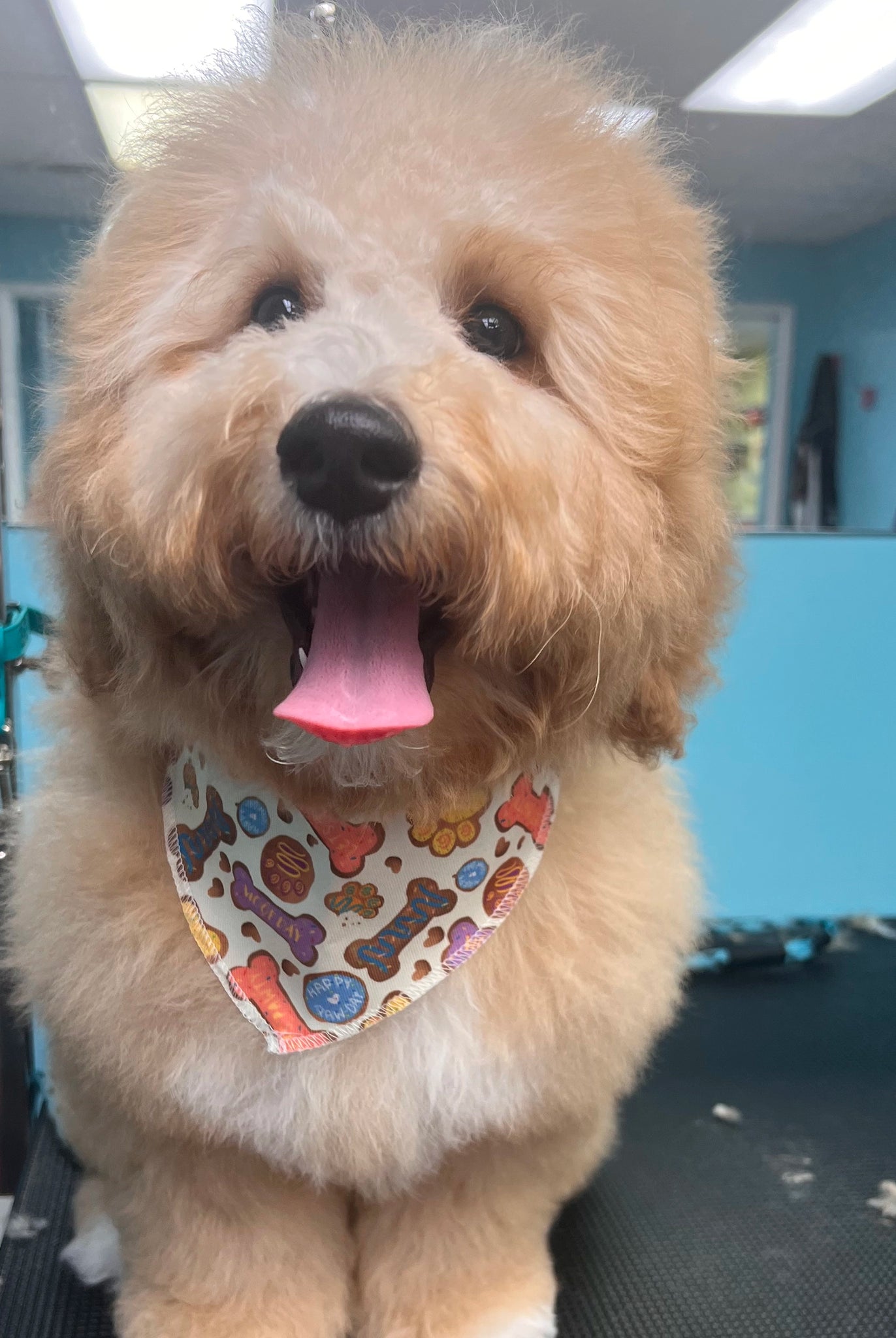 fluffy dog with a colorful bandana standing in a grooming salon.