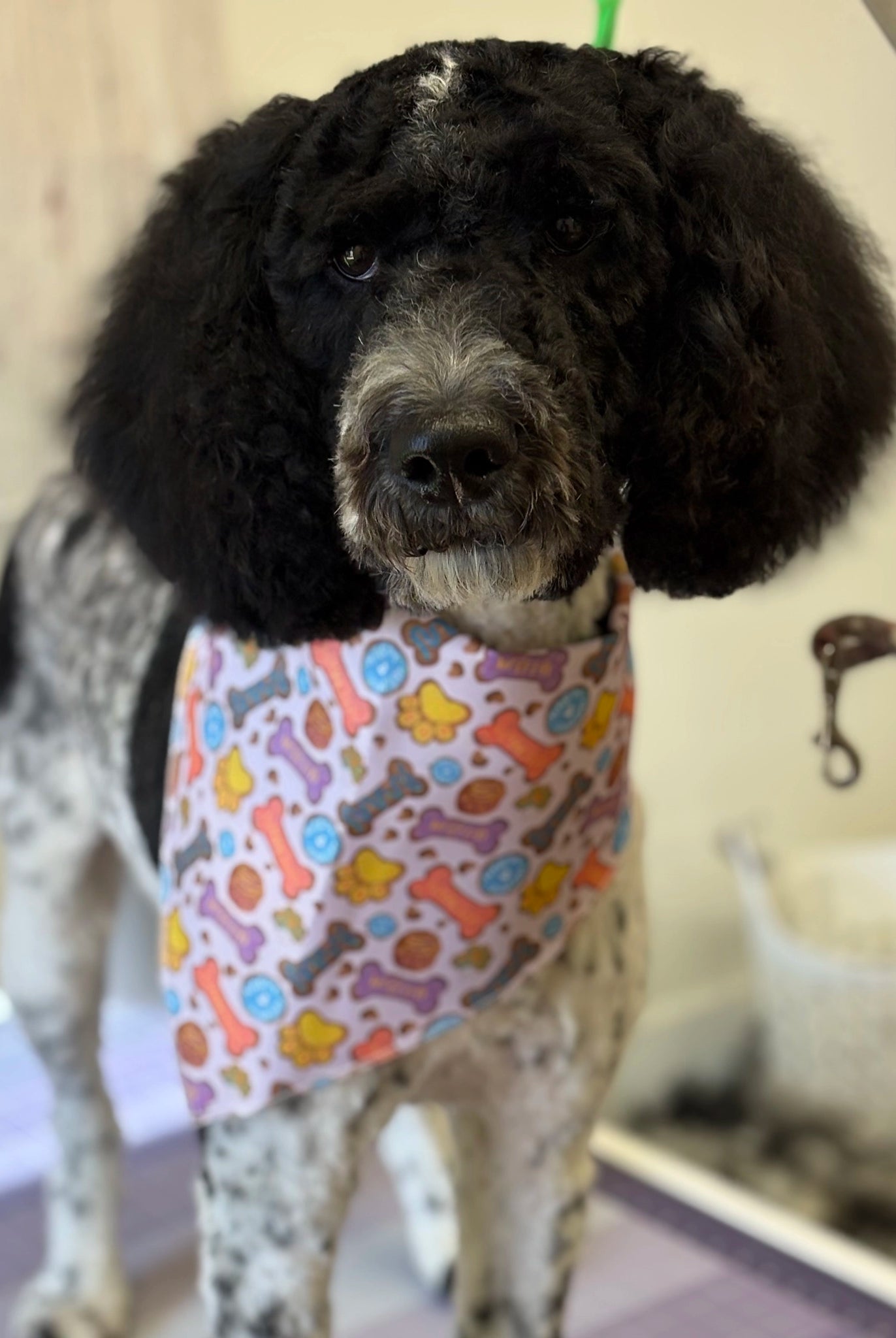 Dog wearing a colorful bandana in a grooming salon