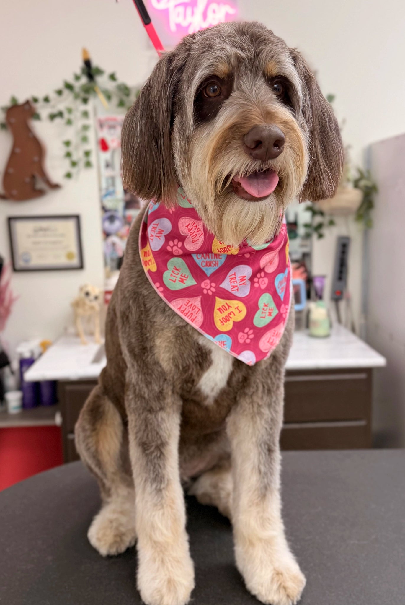 Dog wearing a colorful bandana sitting on a table in a grooming salon.
