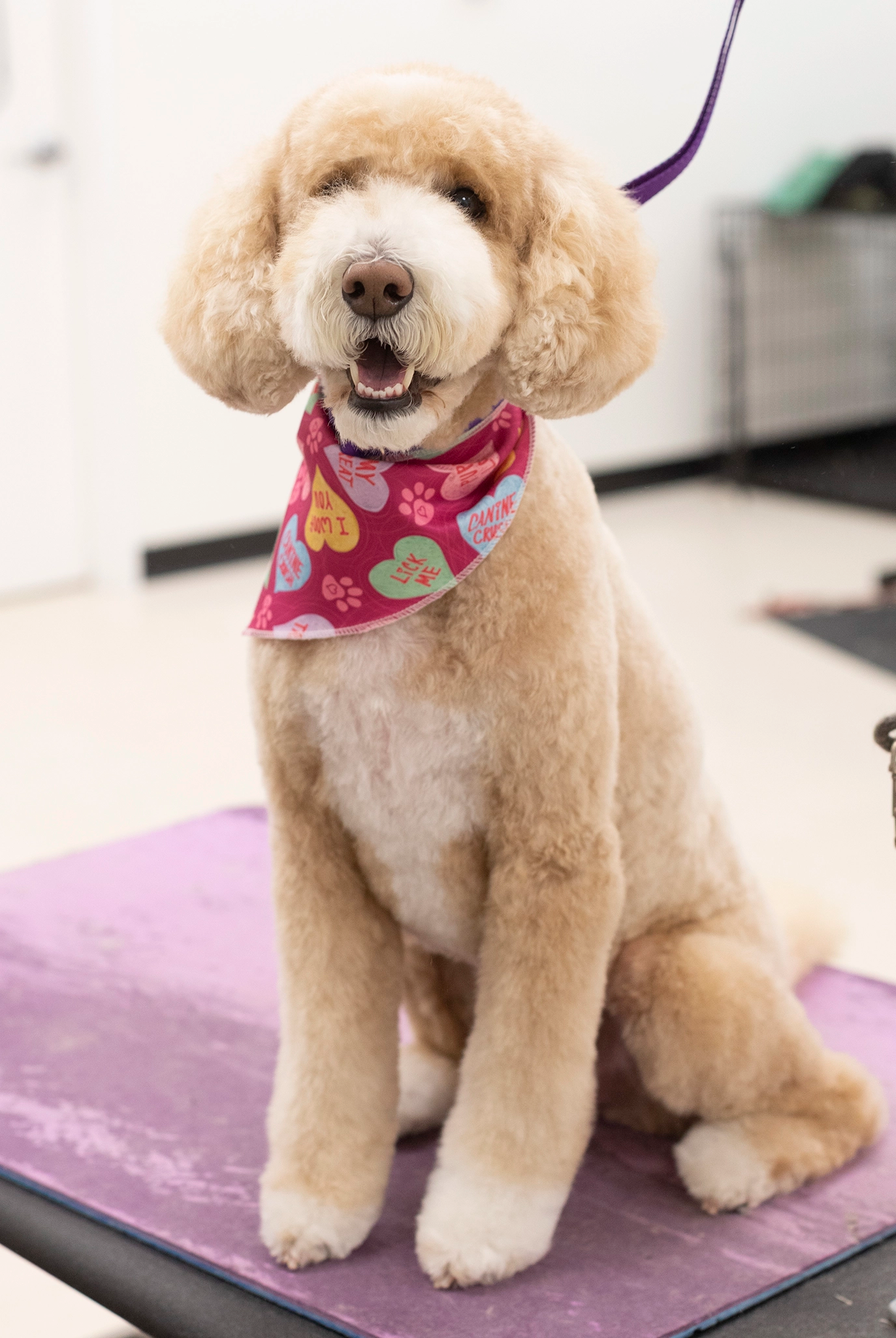 Dog sitting on a grooming table with a pink mat