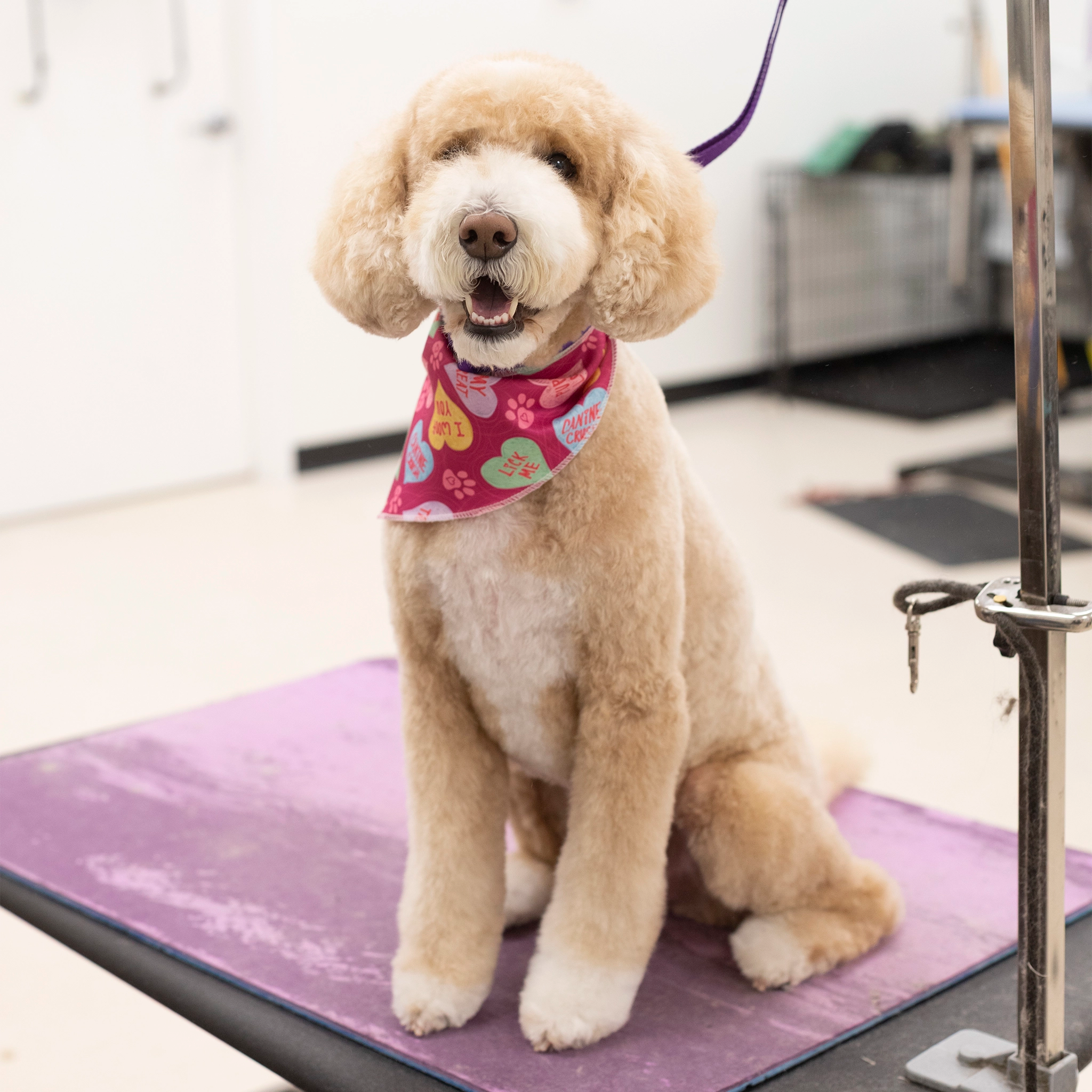 Dog sitting on a grooming table with a pink mat
