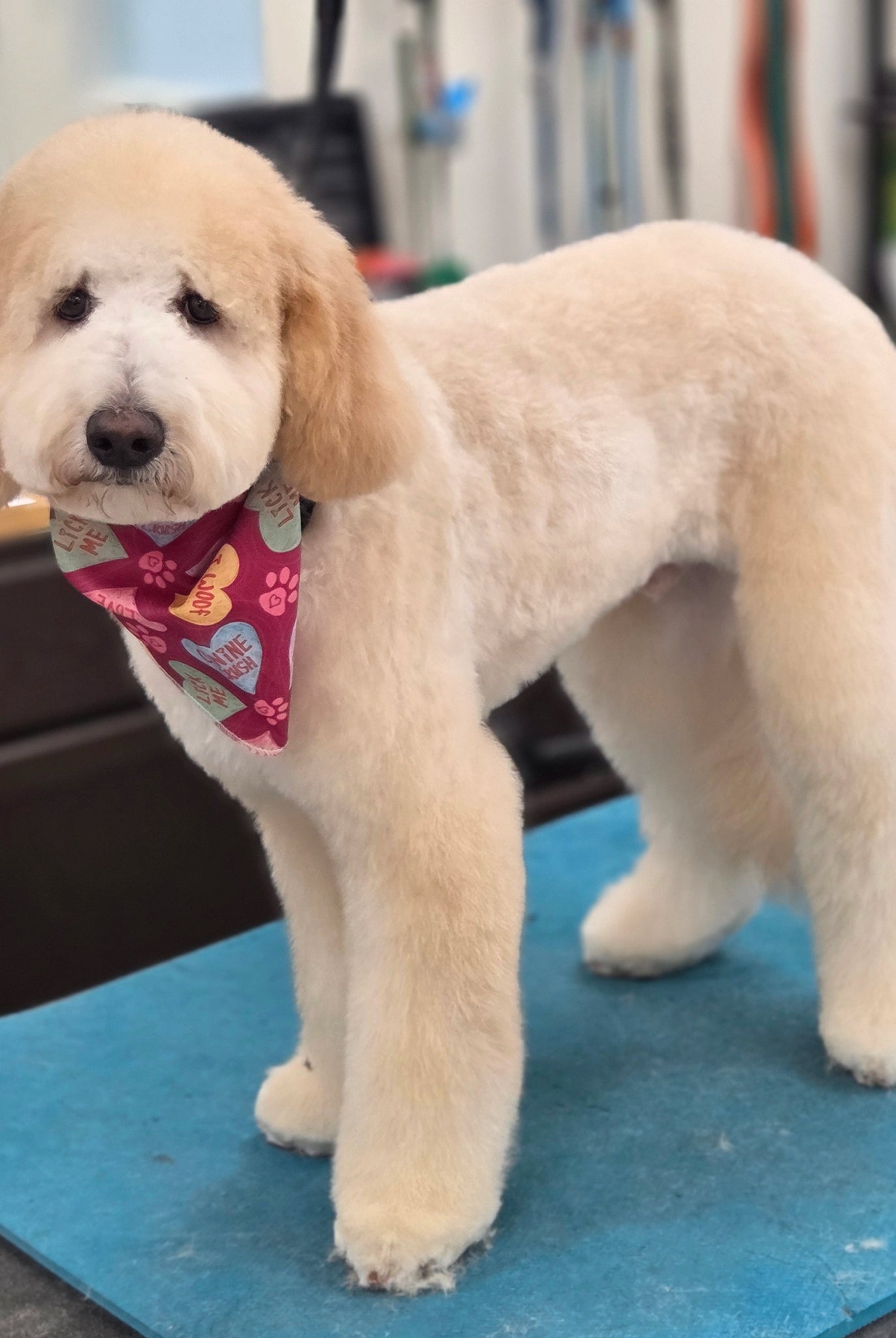 Dog with a colorful bandana standing on a grooming table in a pet care setting.