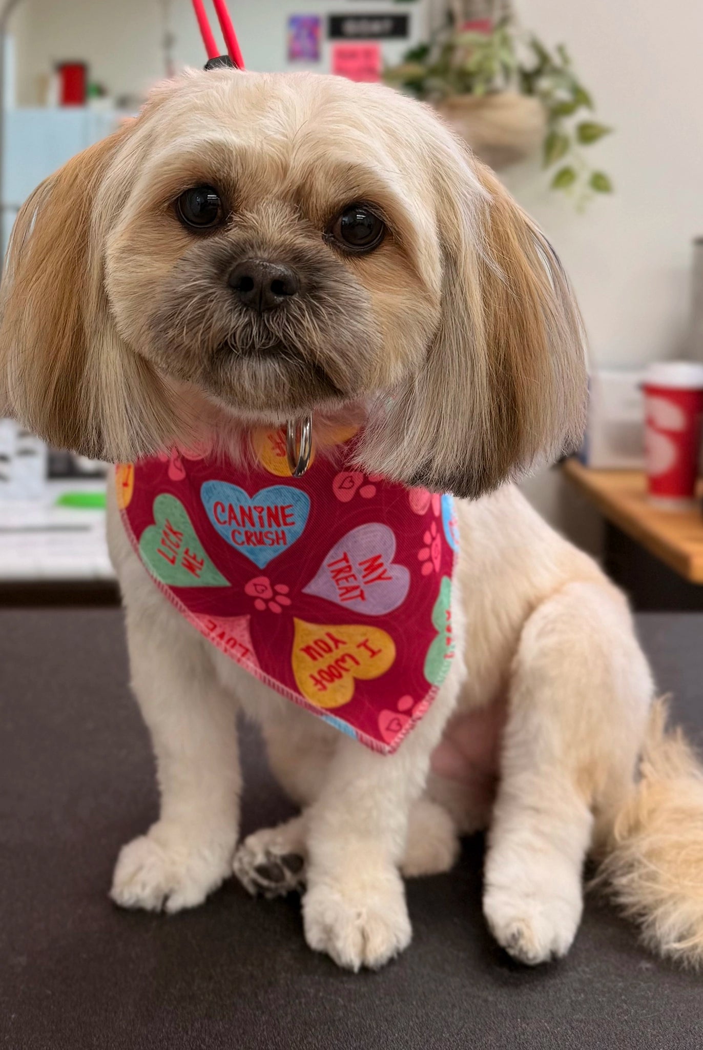 Dog wearing pink bandana in a grooming salon