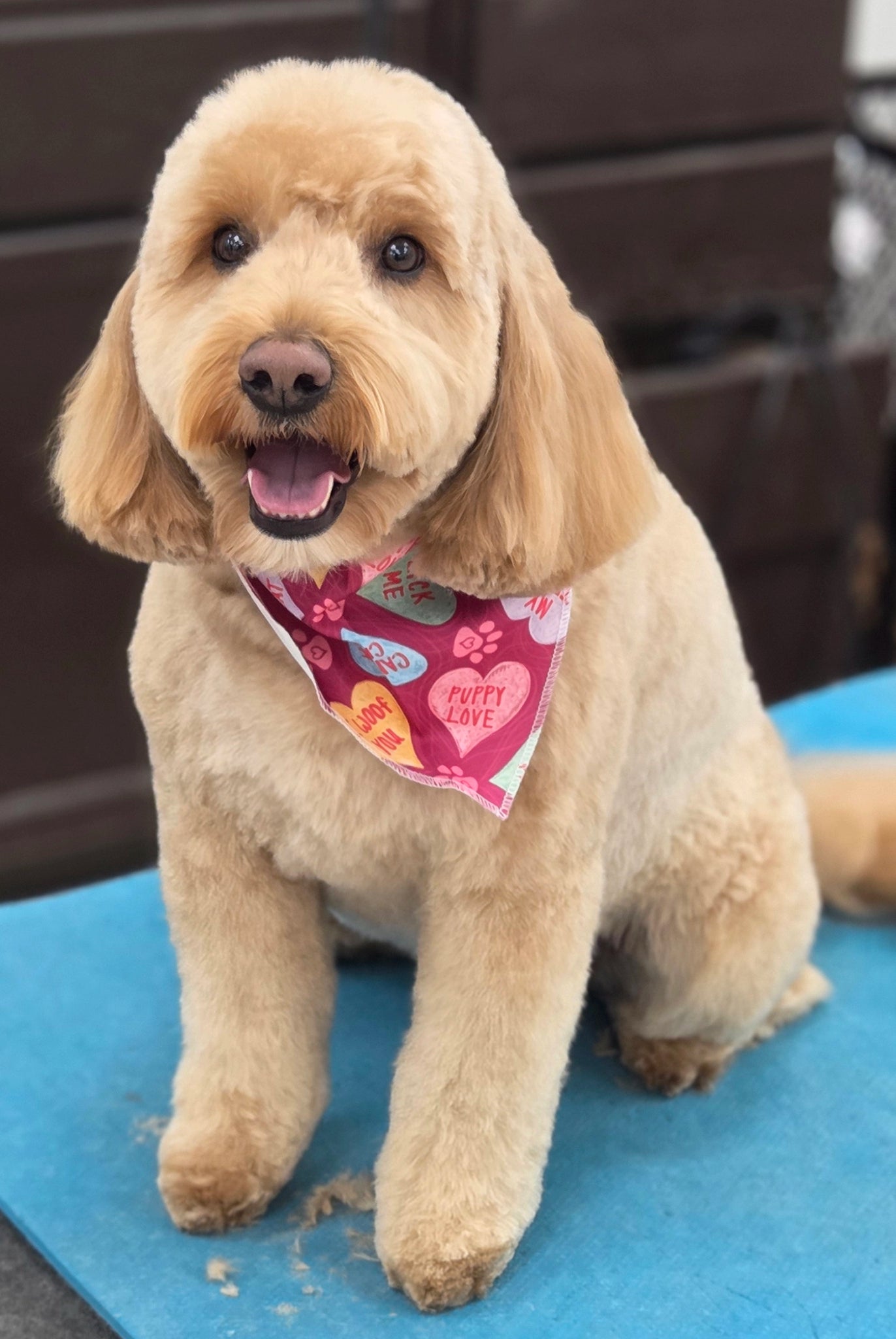 Dog with a colorful bandana sitting on a blue mat