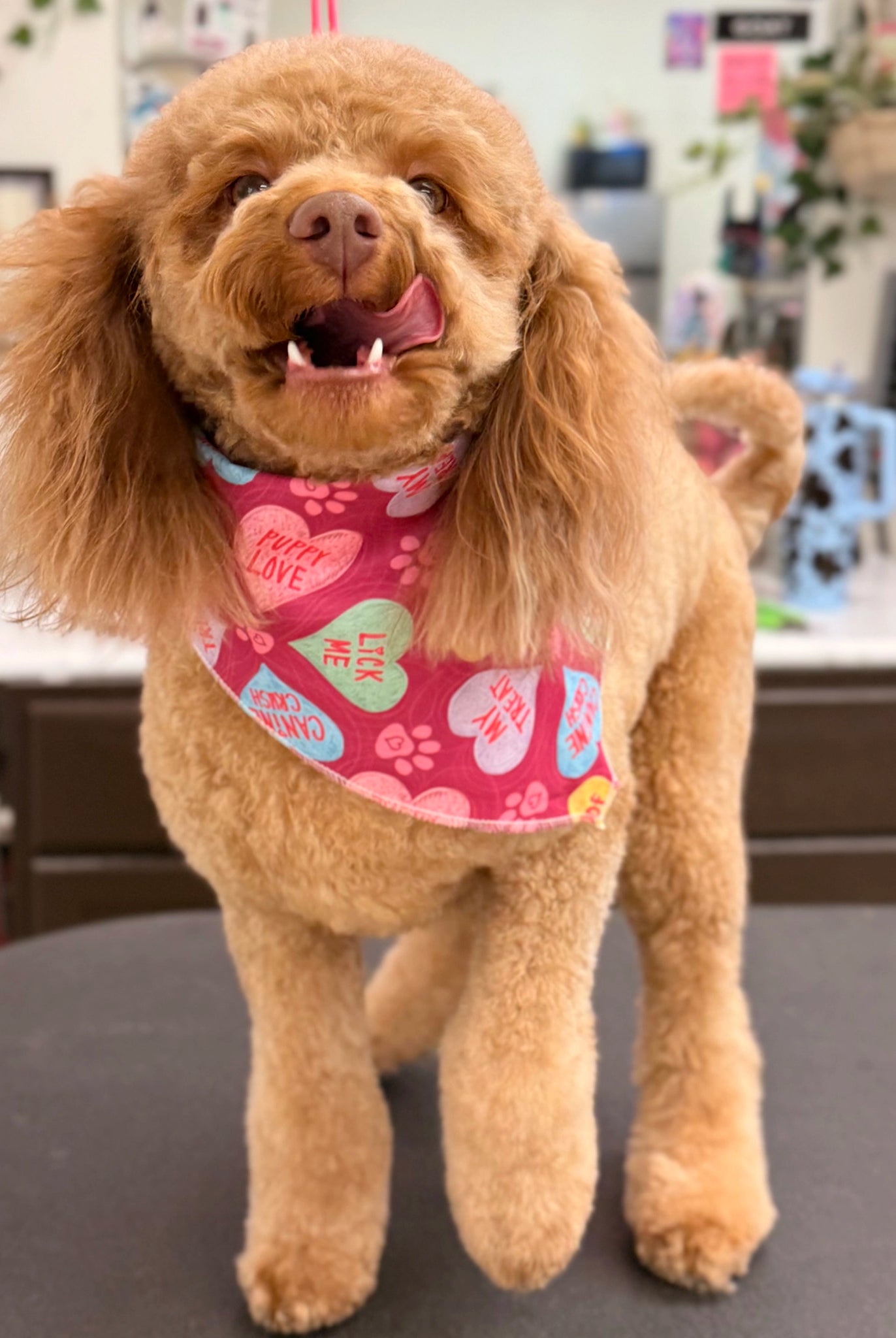 Dog wearing a pink bandana with heart patterns in a veterinary clinic setting