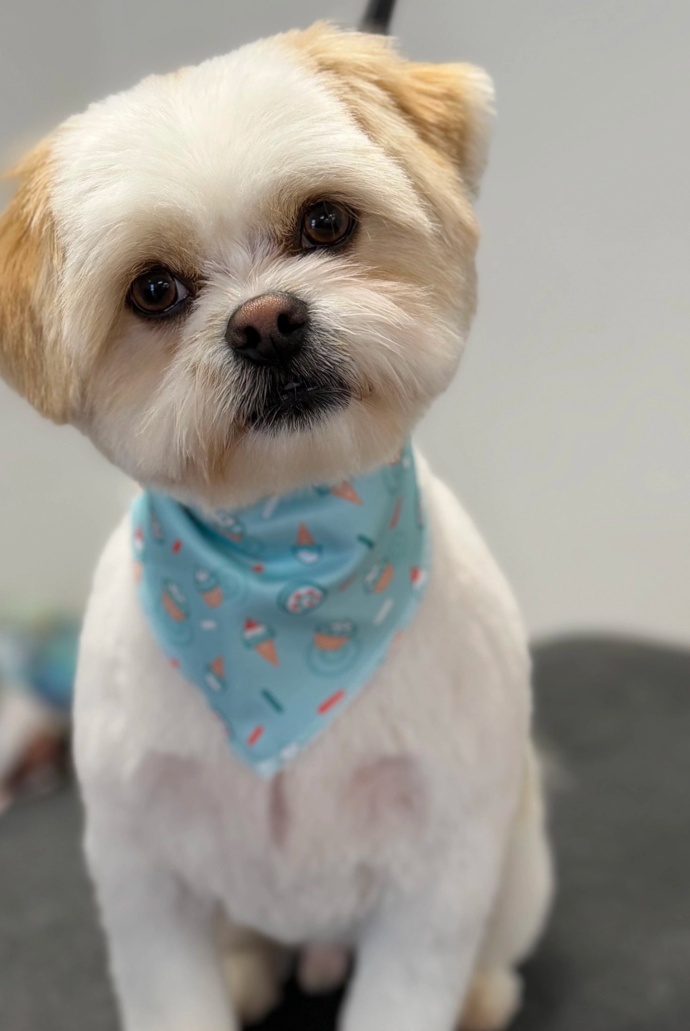 Small dog wearing a blue bandana with heart patterns on a neutral background