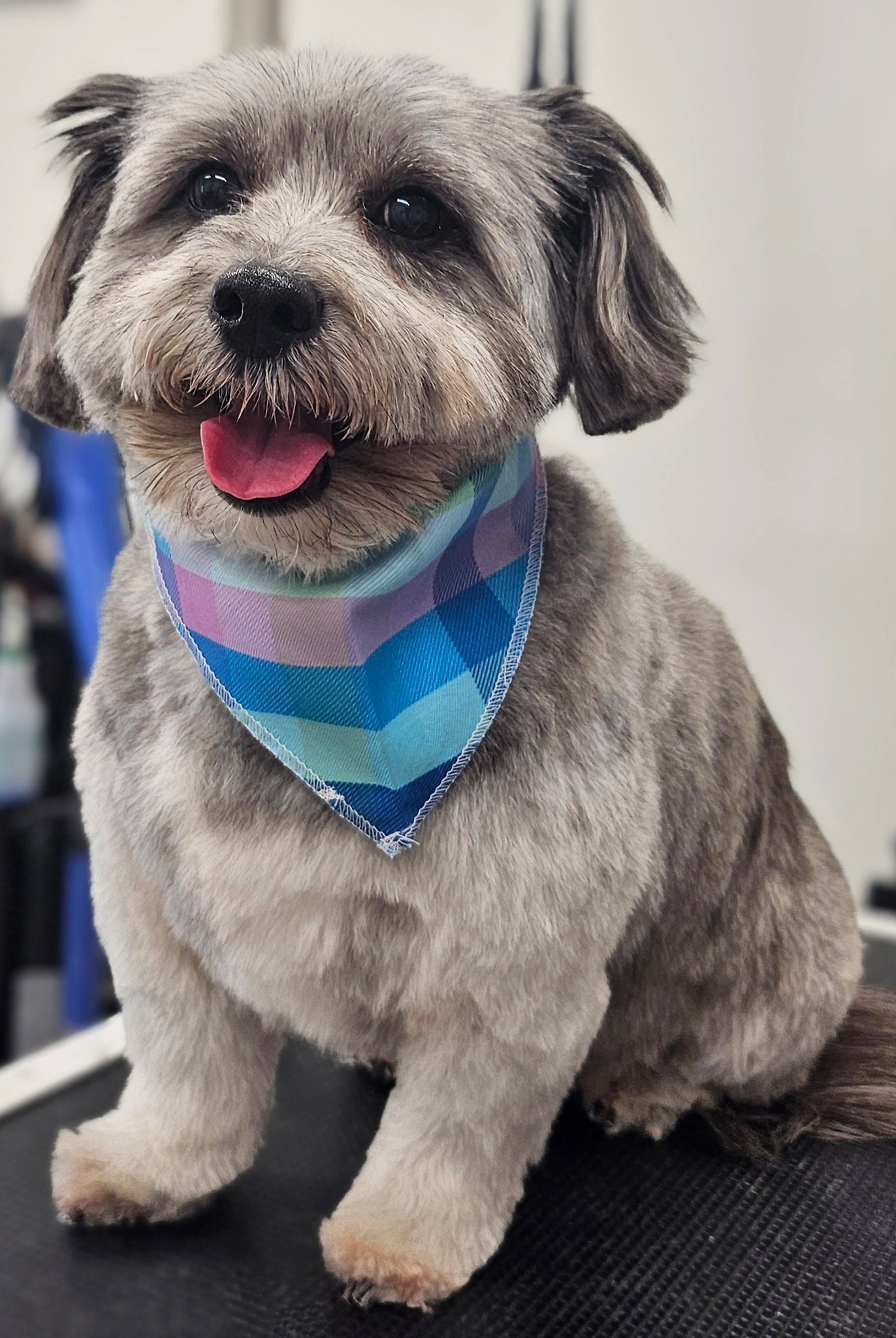 Small dog wearing a colorful bandana sitting on a grooming table.