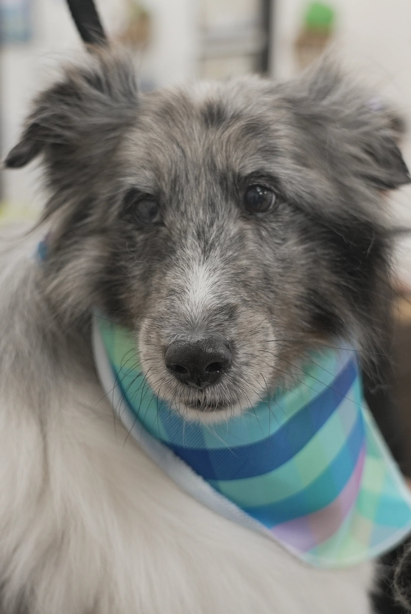 Dog wearing a striped bandana with a blurred background