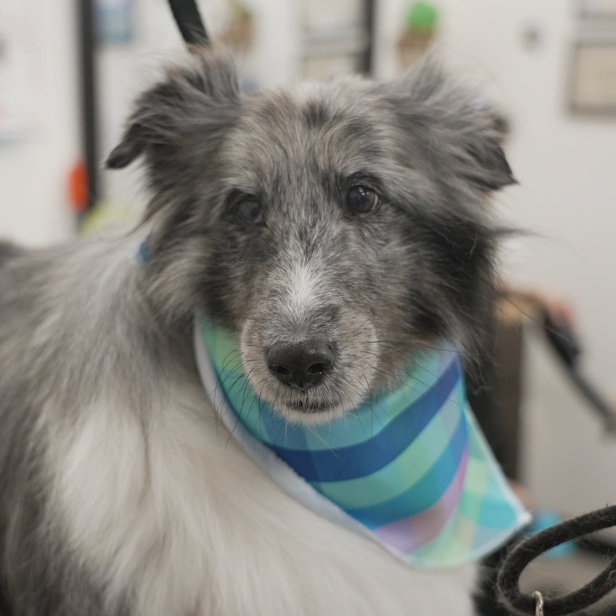 Dog wearing a striped bandana with a blurred background