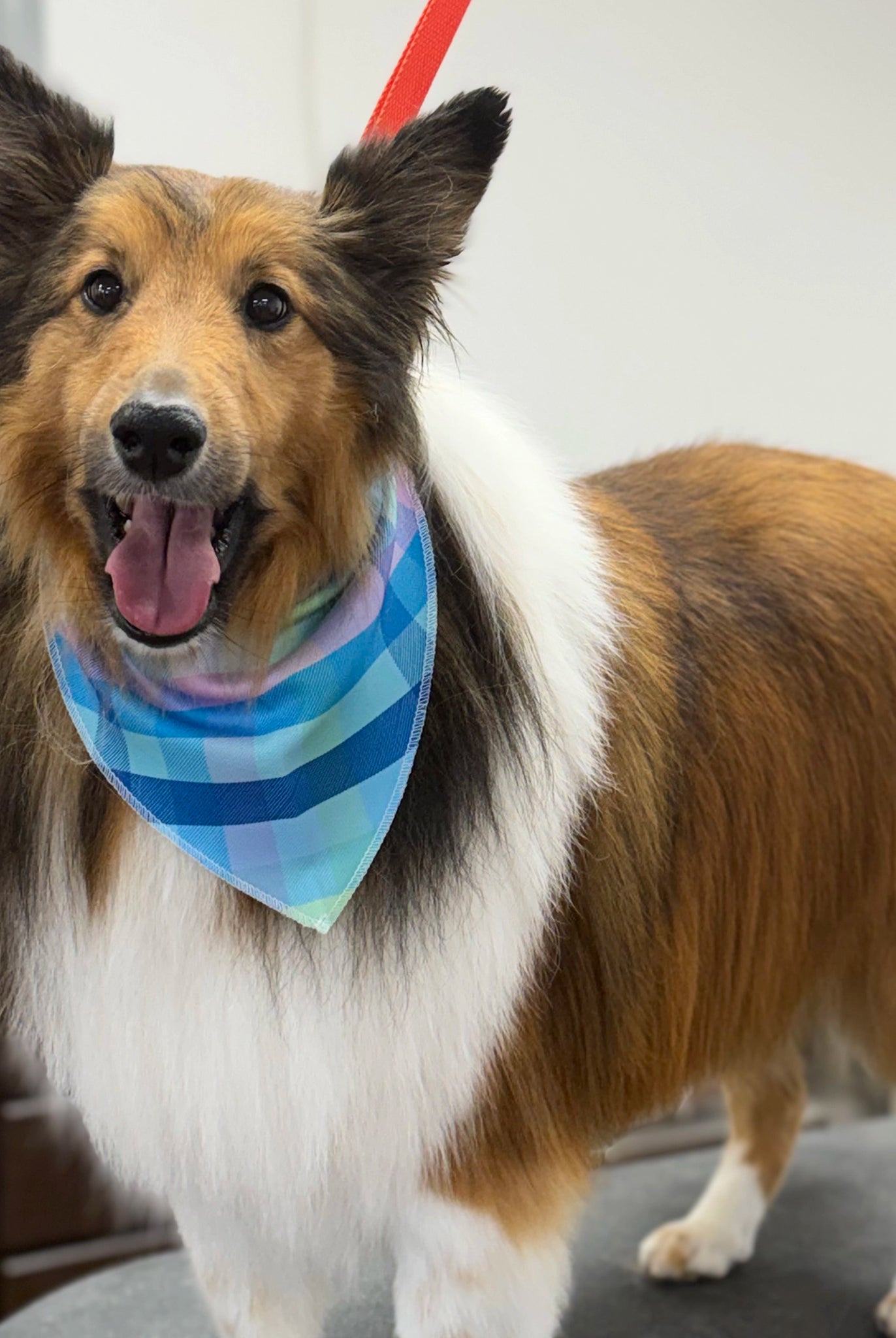 Dog wearing a colorful bandana indoors