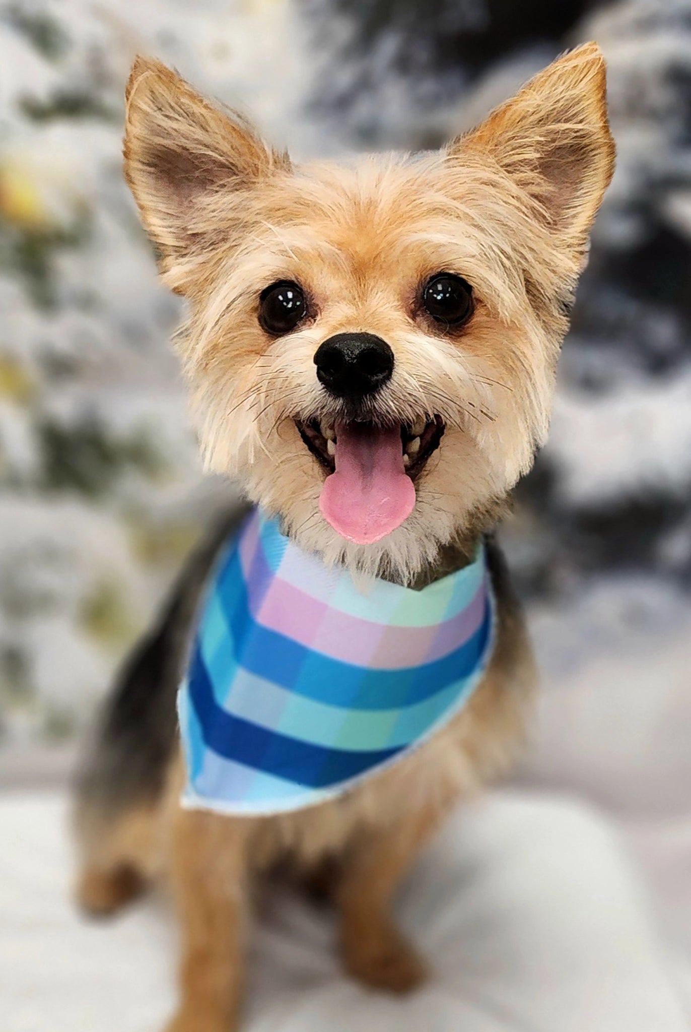 Dog wearing a striped sweater in a snowy landscape