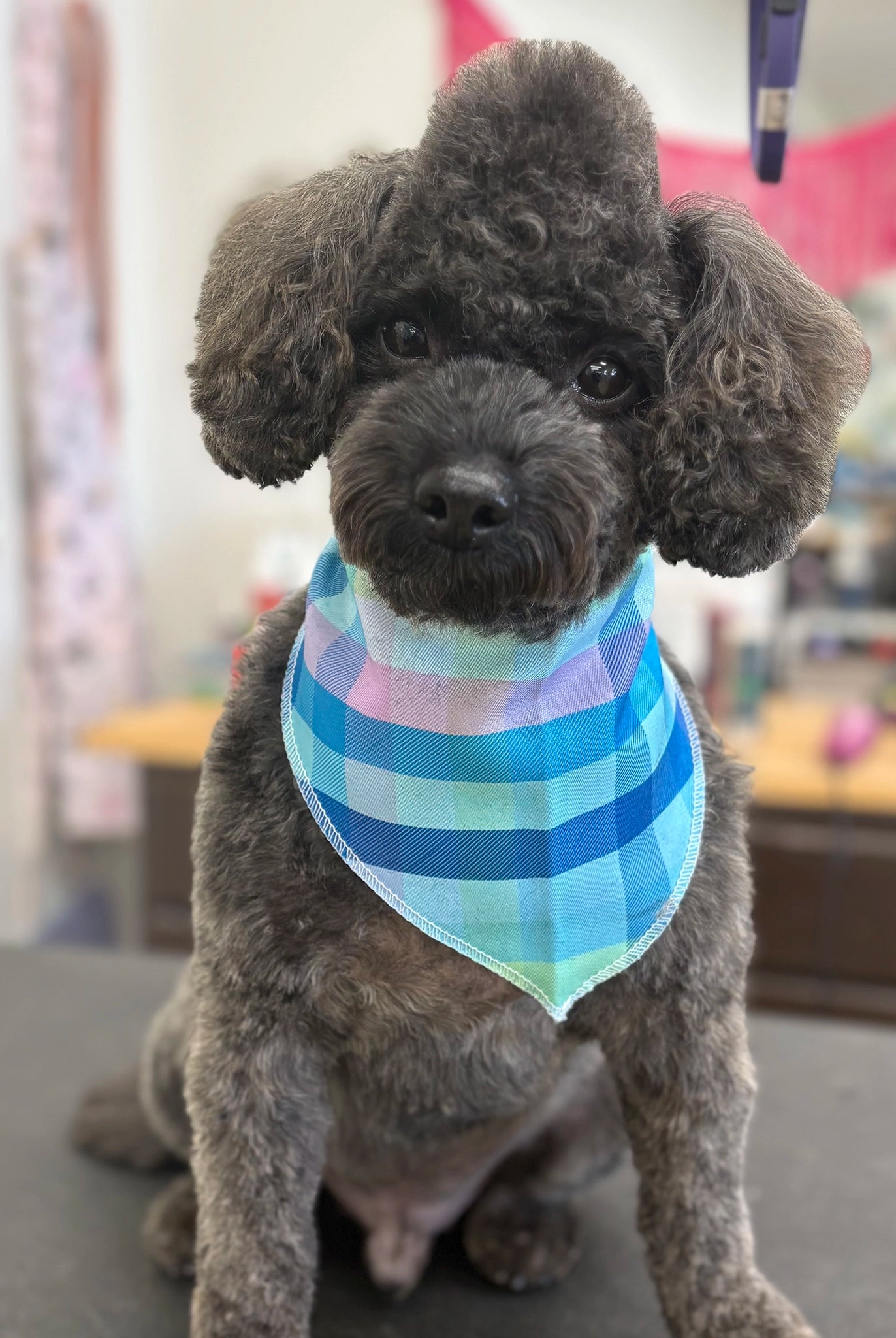Small dog with a colorful bandana sitting on a grooming table in a pet care setting.