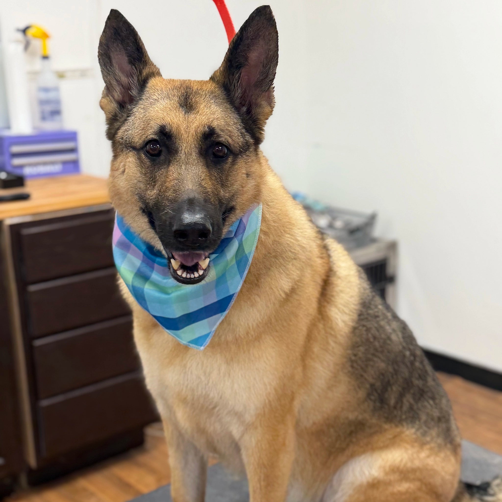 German Shepherd dog wearing a colorful bandana in an indoor setting