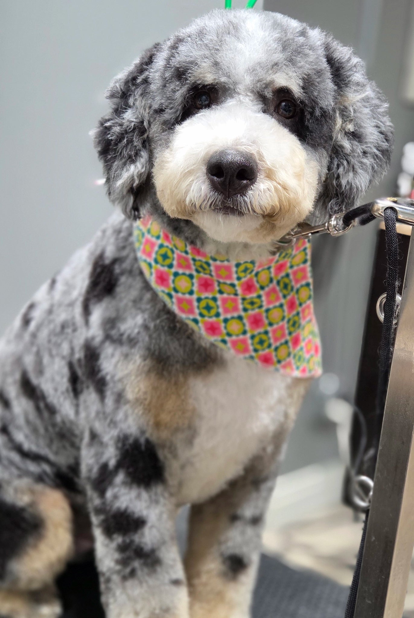 Dog wearing a colorful bandana sitting