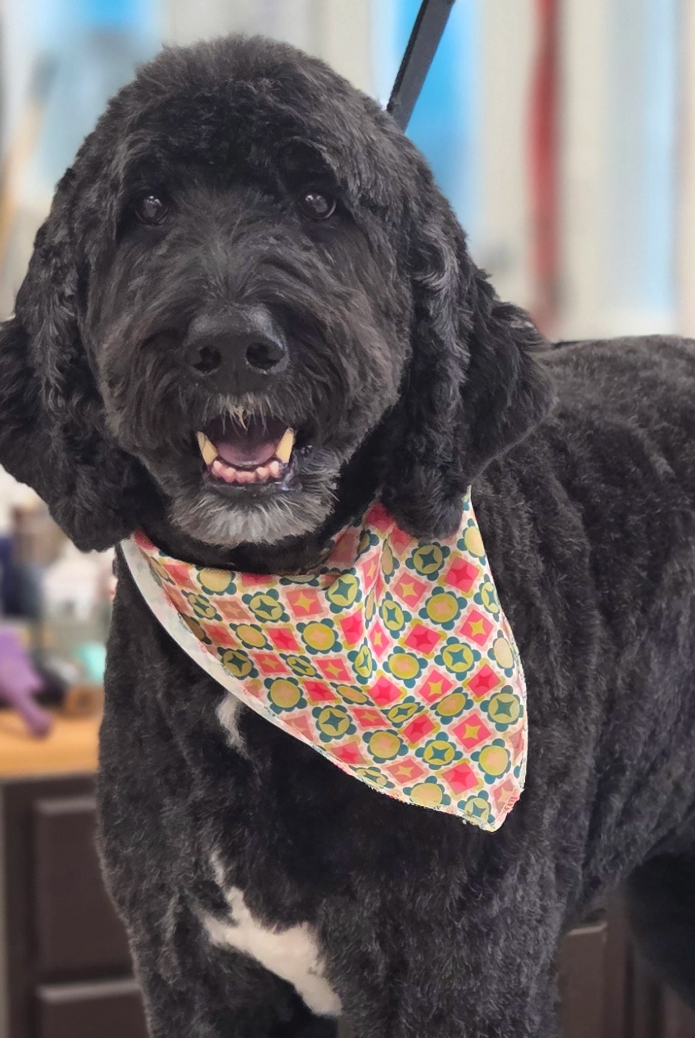 Black doodle dog wearing a colorful bandana