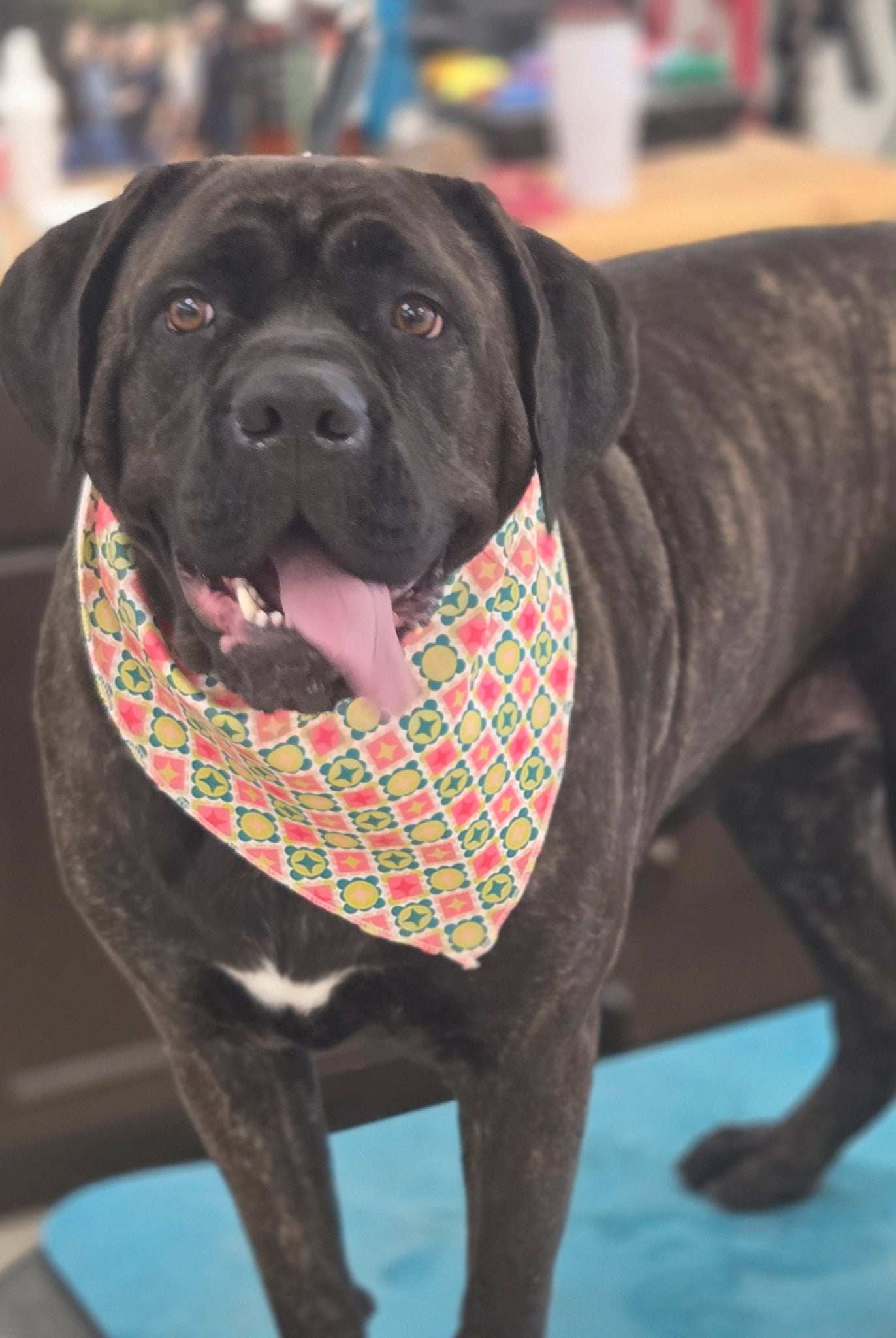 Black dog wearing a colorful bandana indoors