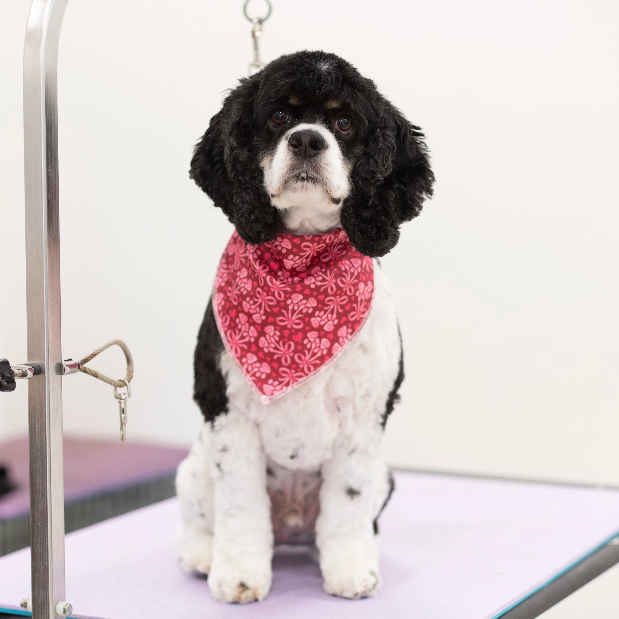 Dog wearing a red bandana sitting on a grooming table