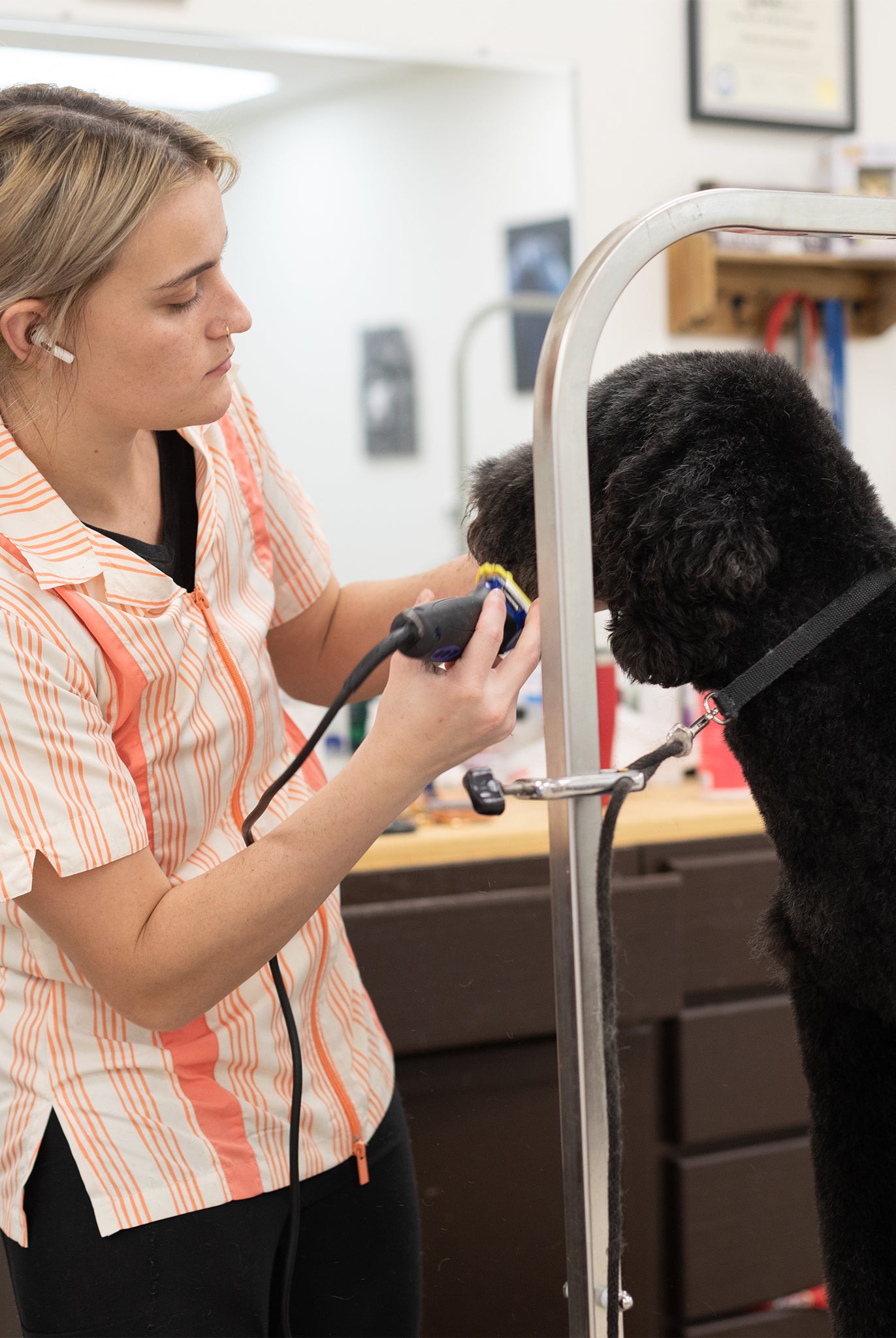 what to wear in a dog grooming salon