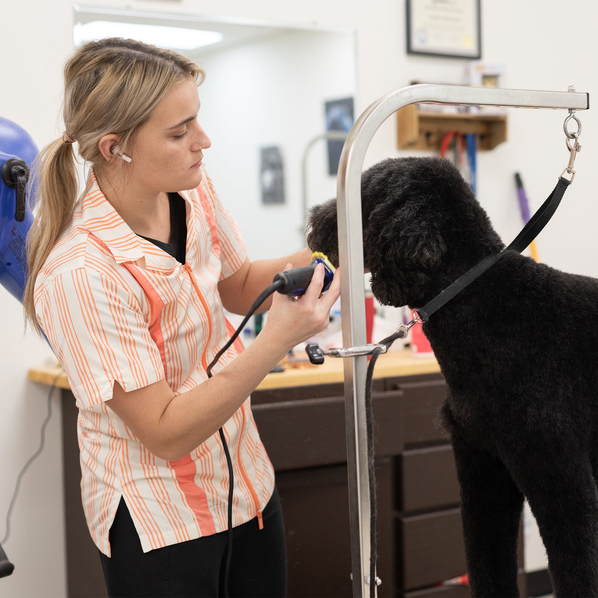 what to wear in a dog grooming salon