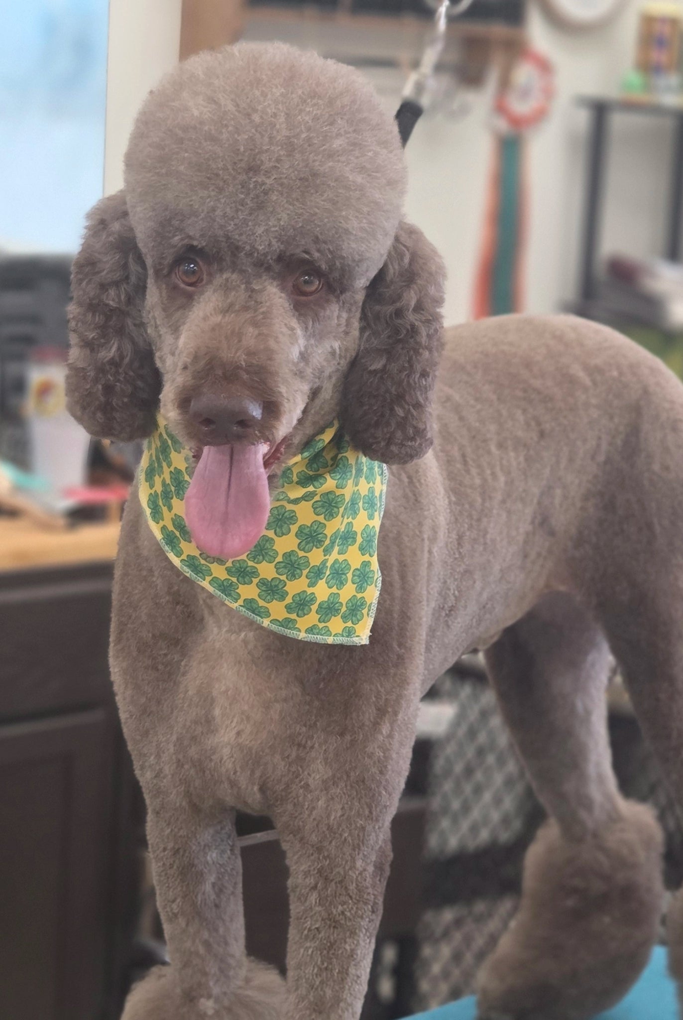 Gray poodle wearing a green bandana with a pattern in a grooming salon.
