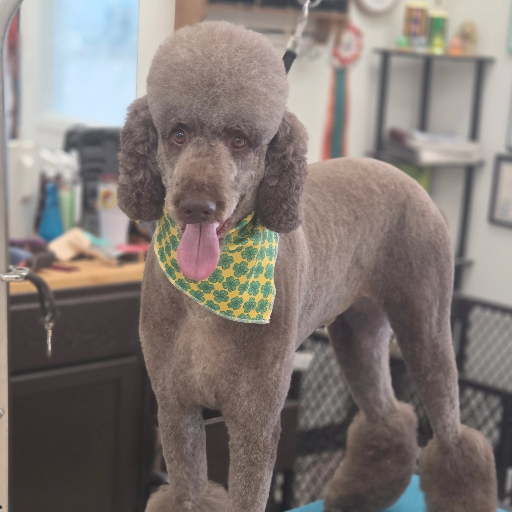 Gray poodle wearing a green bandana with a pattern in a grooming salon.