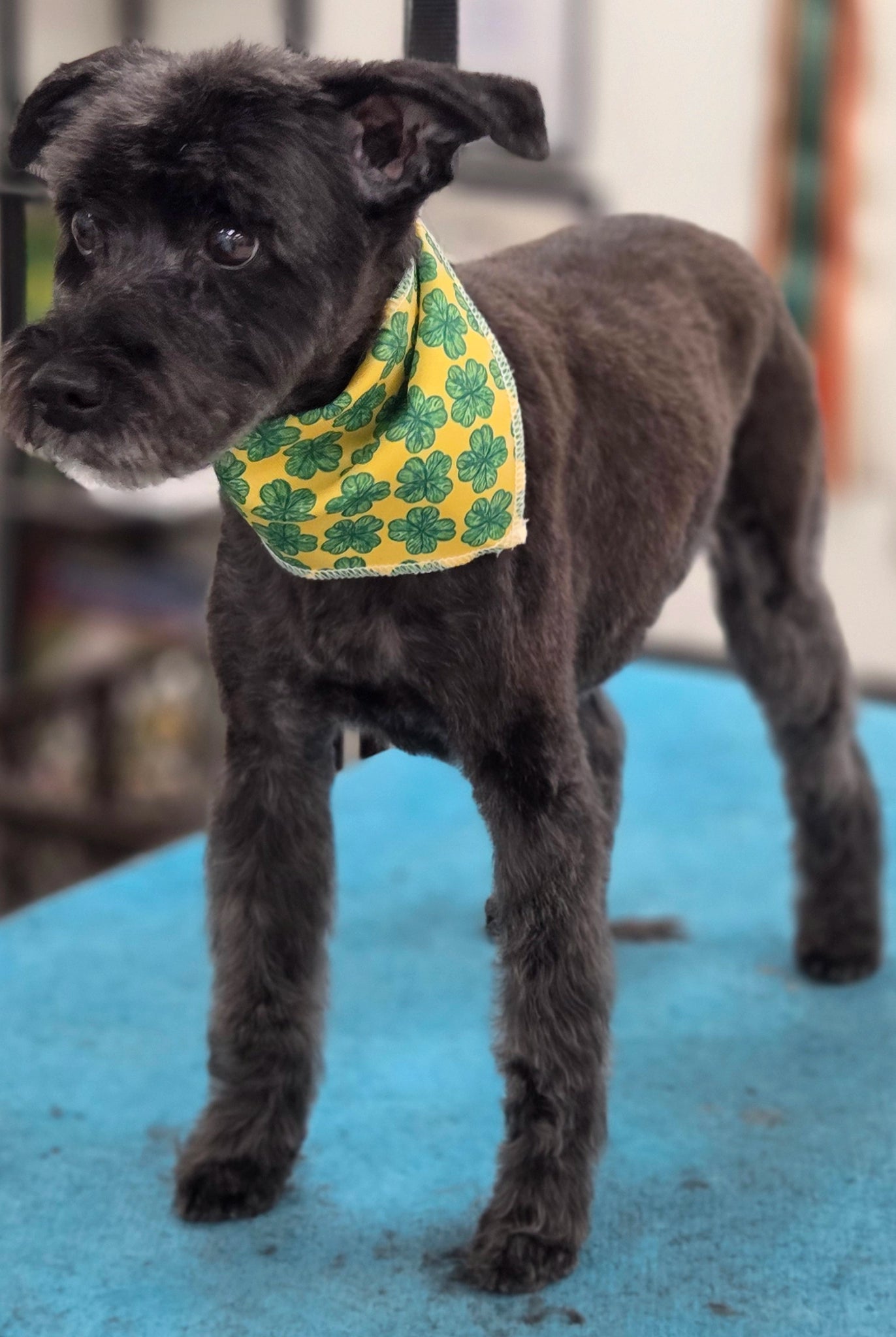 Dog wearing a green bandana with shamrock patterns on a blue mat.