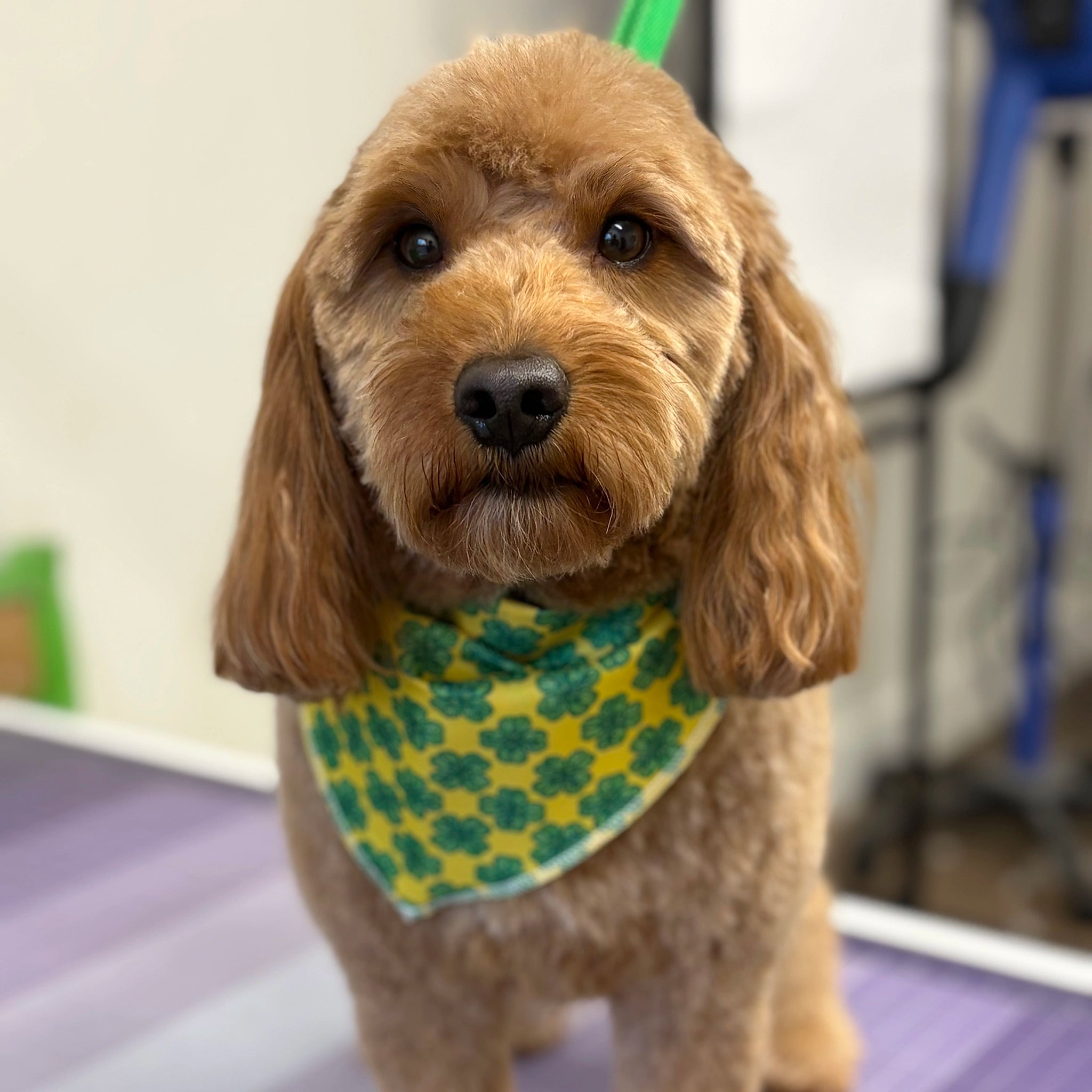 Dog wearing a green bandana with a pattern, standing on a purple surface.