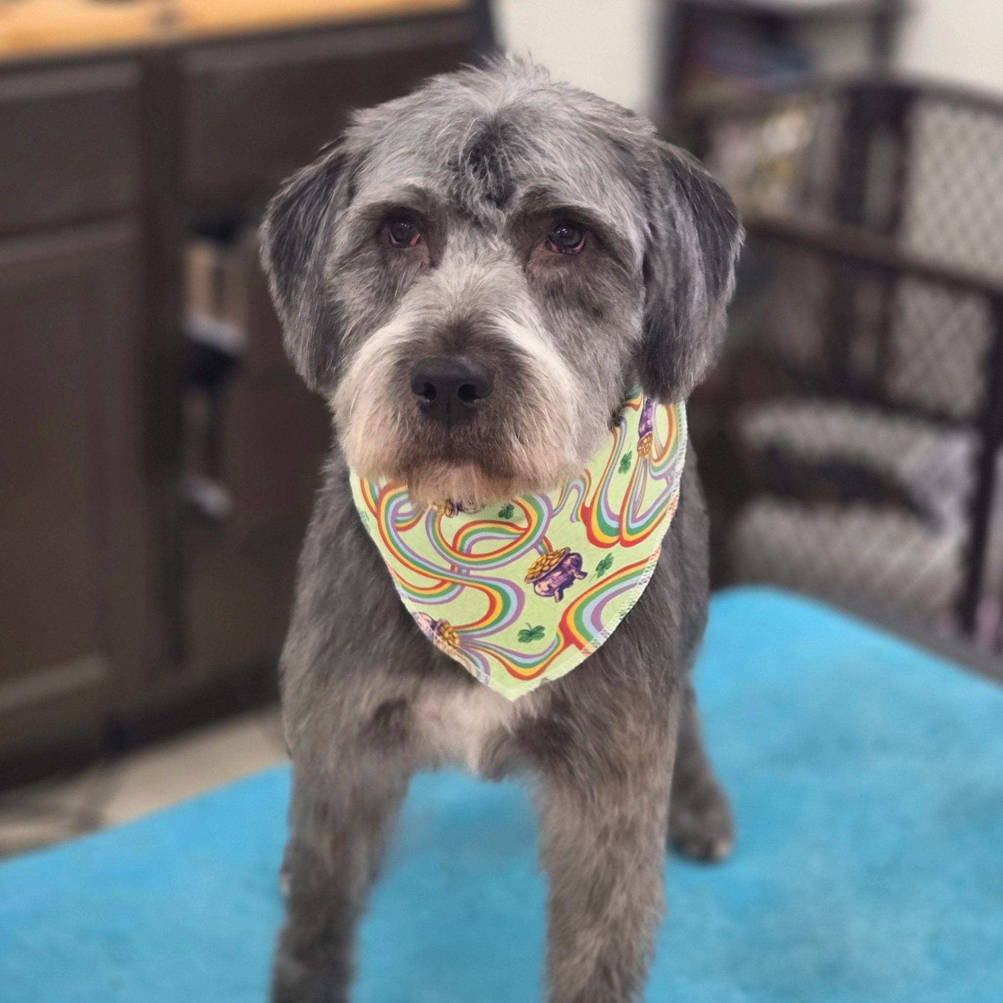 Dog wearing a colorful bandana standing on a blue surface with a blurred background
