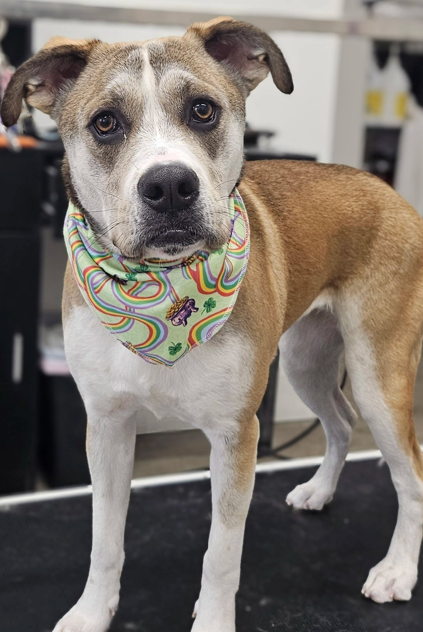 Dog wearing a colorful bandana standing on a black surface with a blurred background