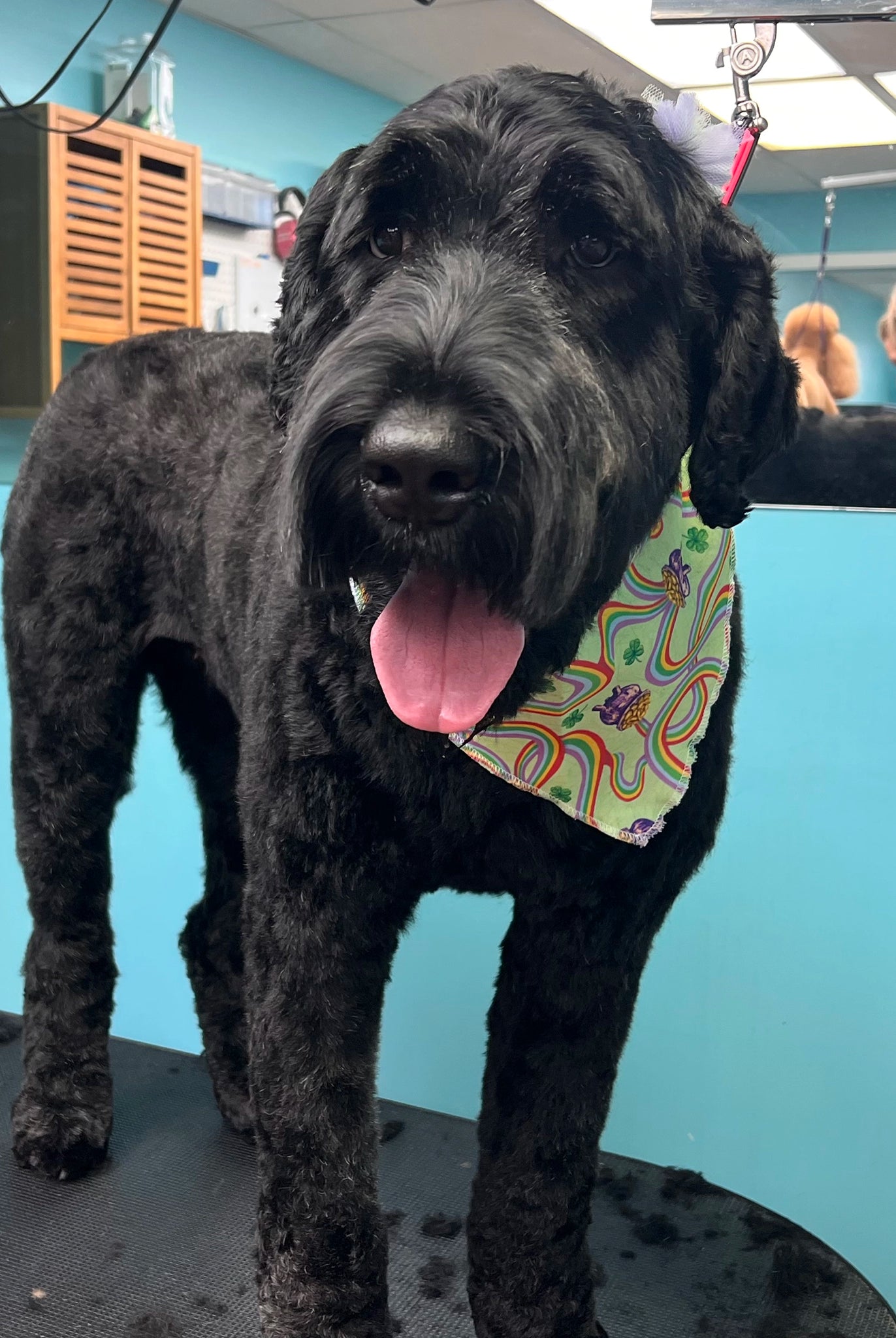 Black dog with a colorful bandana standing on a grooming table in a pet salon.