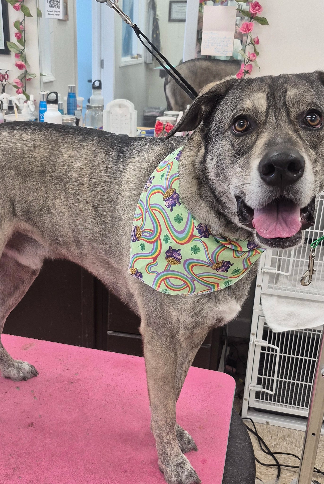 Dog with a colorful bandana standing on a pink surface in a grooming salon.