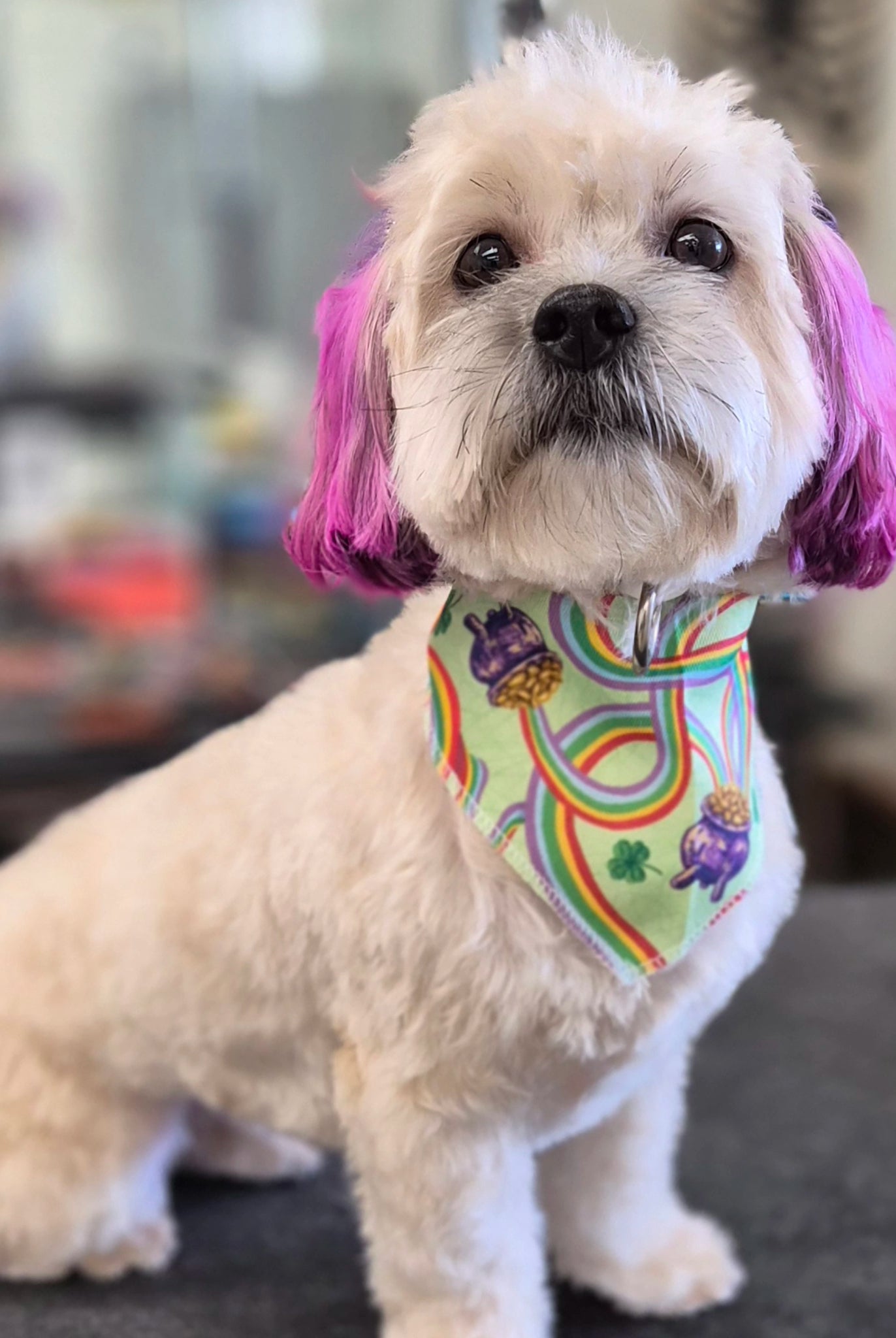 Small dog with a colorful bandana and pink hair on a blurred indoor background