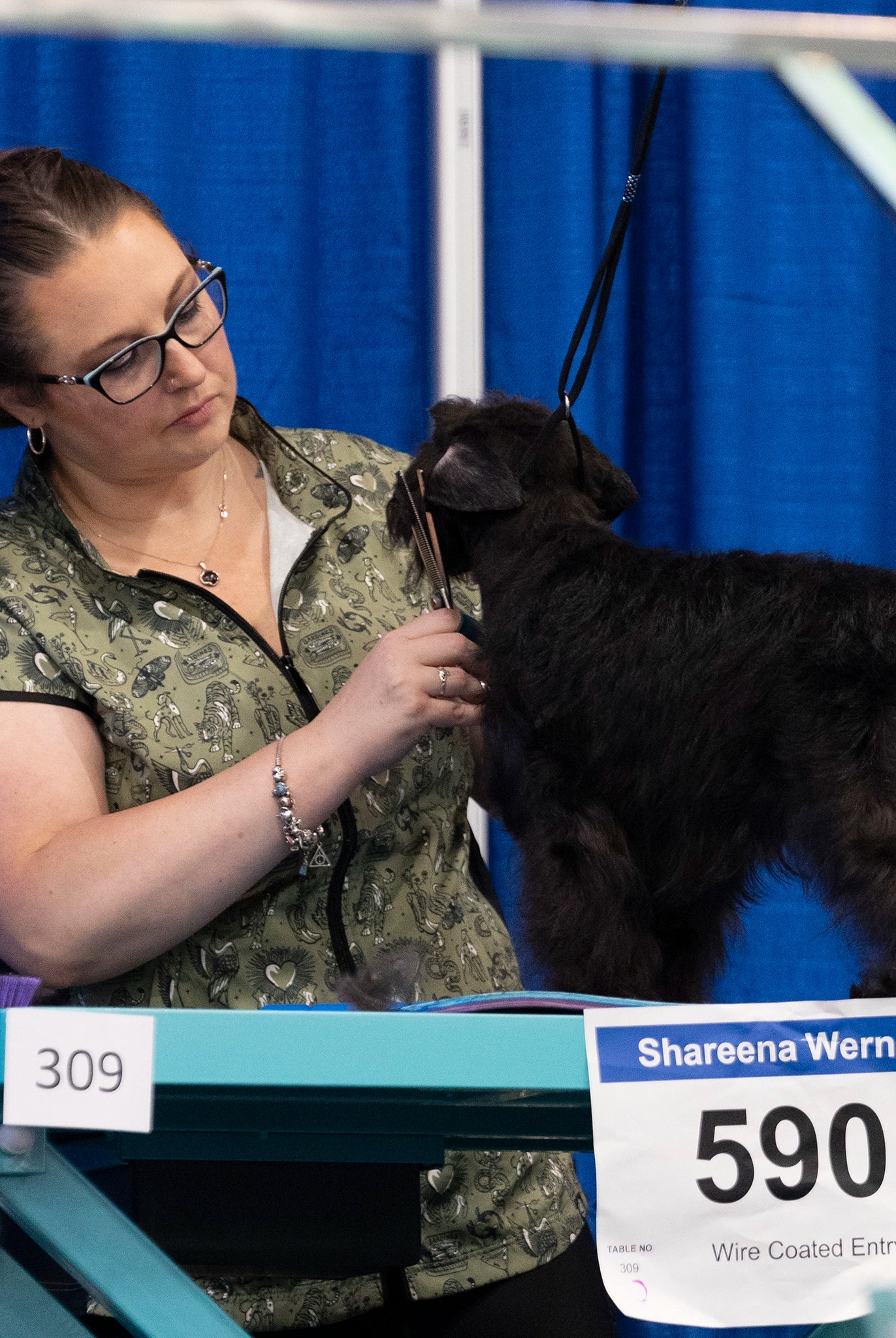 Woman grooming a dog at a pet show with a blue curtain background