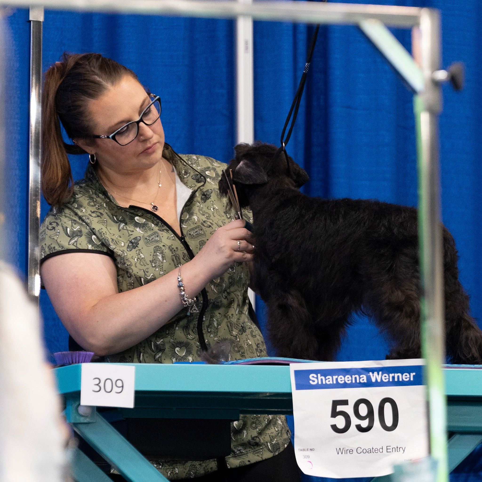 Woman grooming a dog at a pet show with a blue curtain background