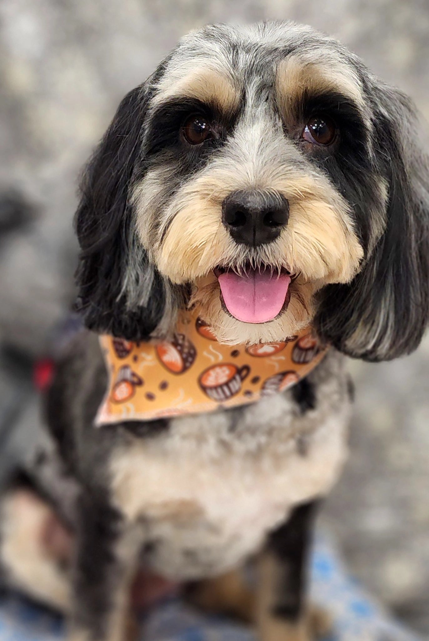 Dog wearing a bandana with a blurred background