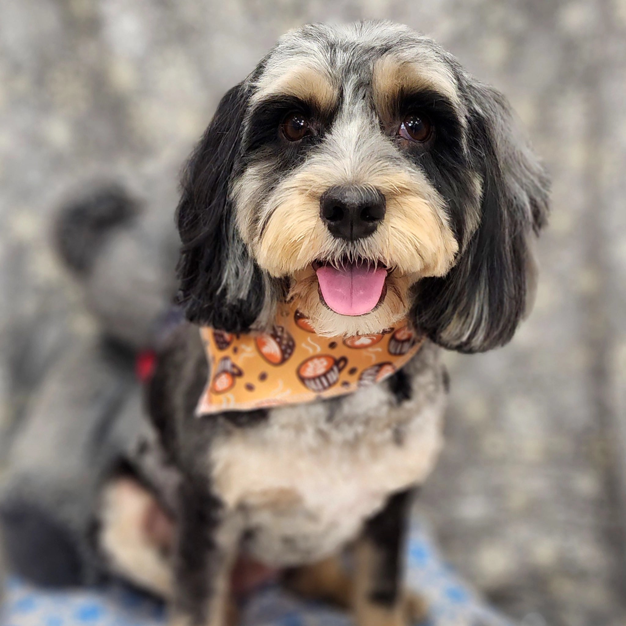 Dog wearing a bandana with a blurred background