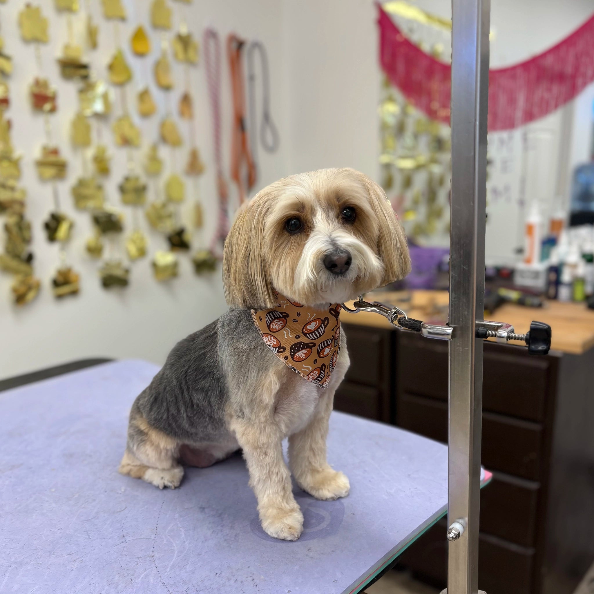 Dog on a grooming table with a bandana in a pet grooming salon.