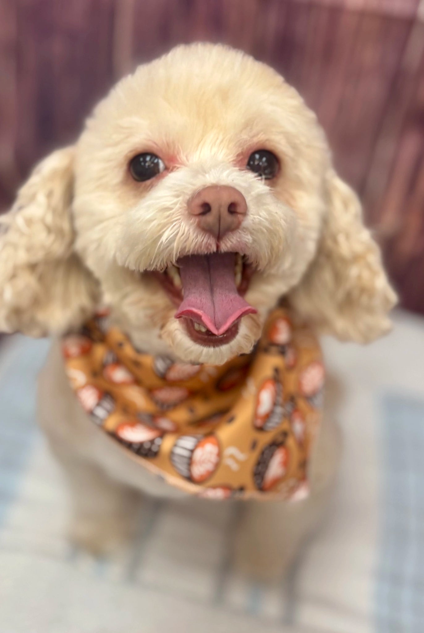 Small dog with a colorful bandana sitting on a couch