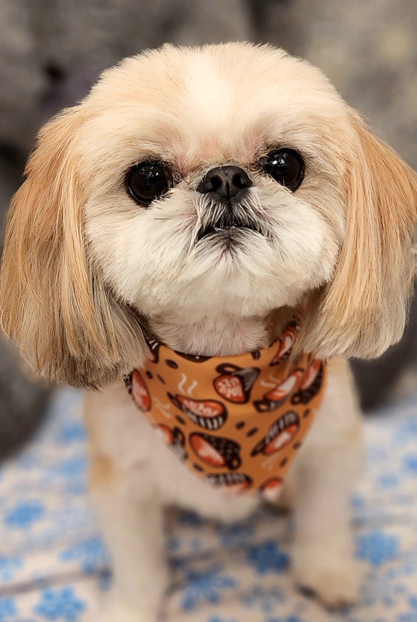 Small dog wearing a bandana with a blurred background