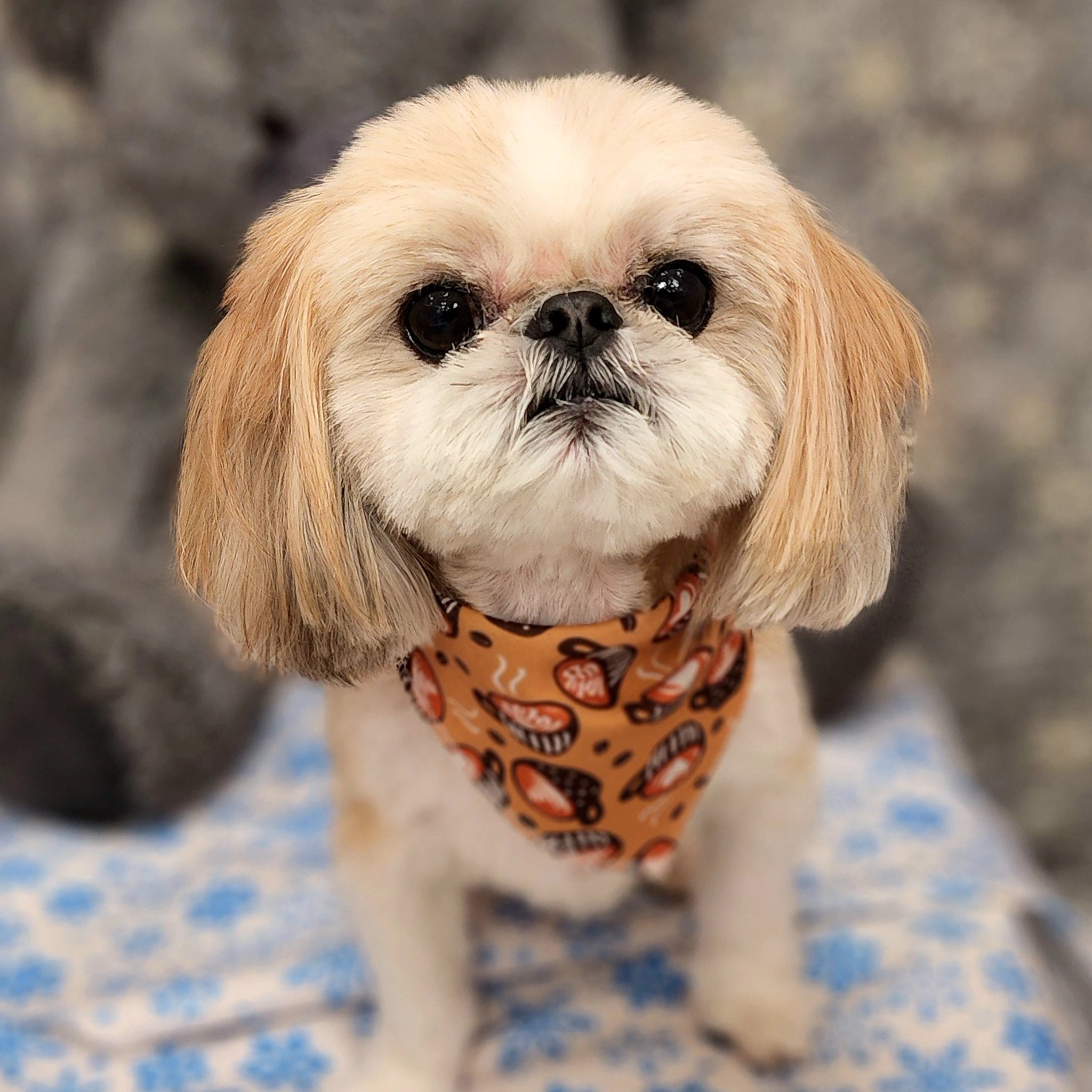 Small dog wearing a bandana with a blurred background