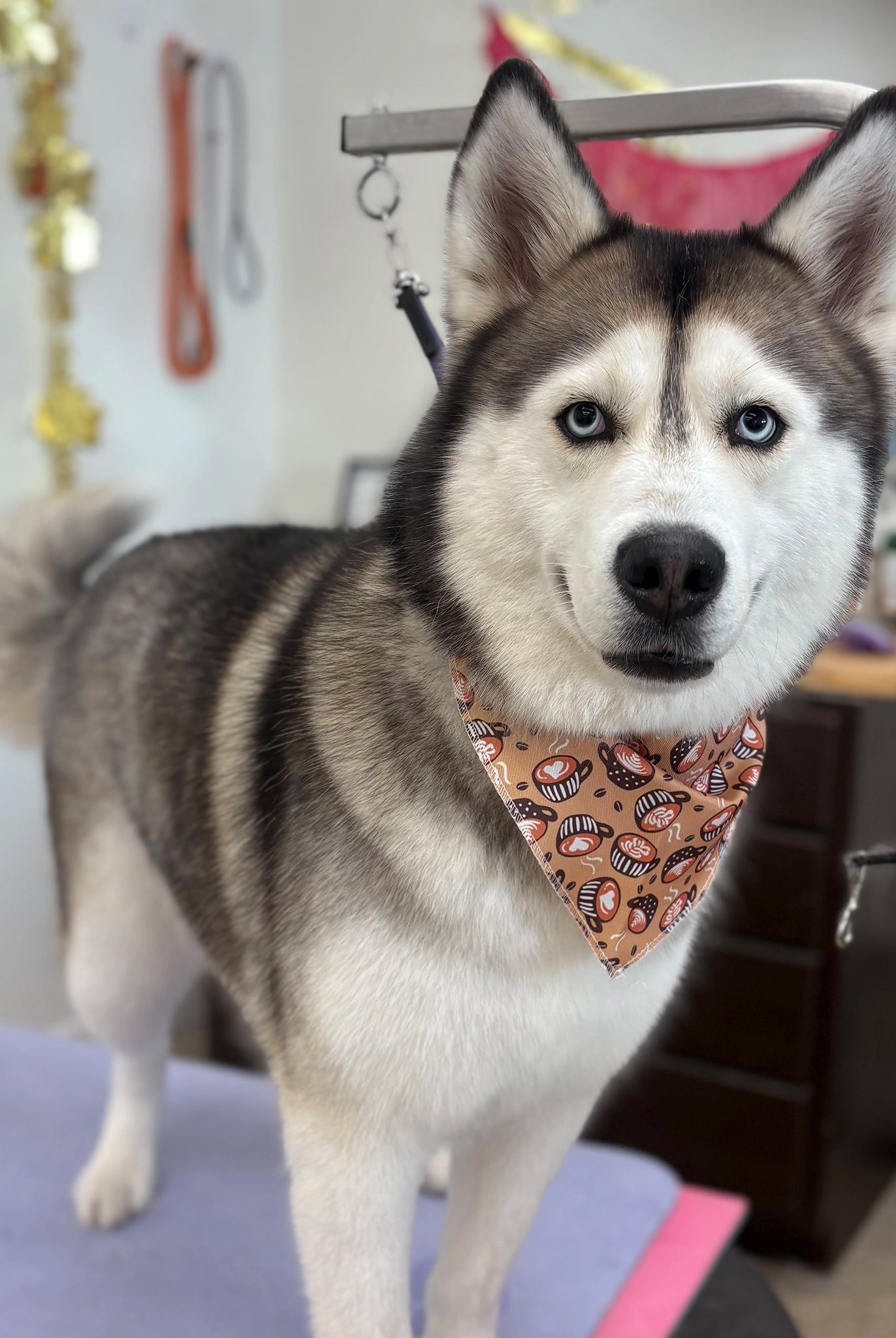 Dog wearing a patterned bandana in an indoor setting